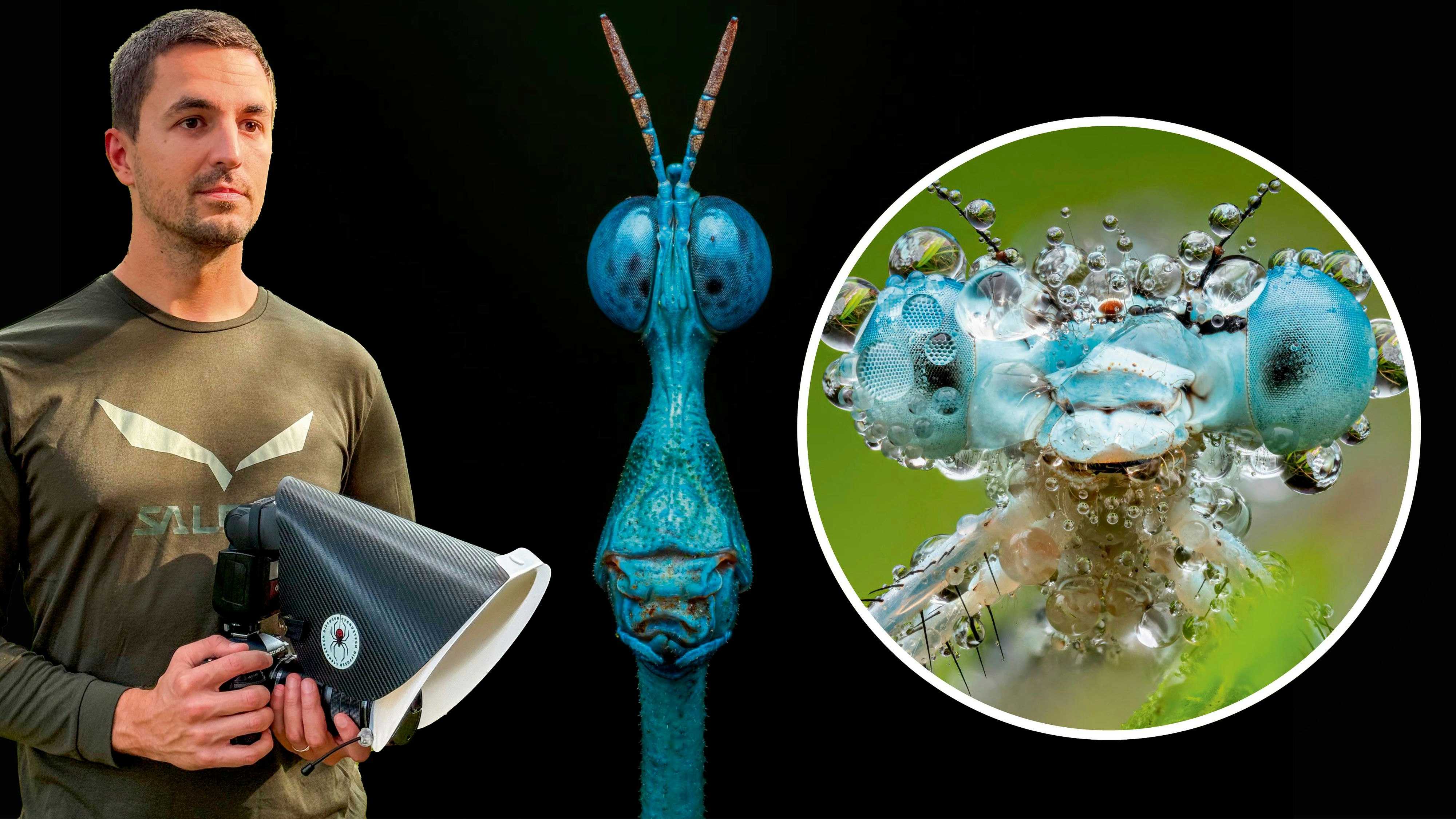 Heute.at - Kärntner Fotograf zeigt Insekten, wie sie niemand kennt