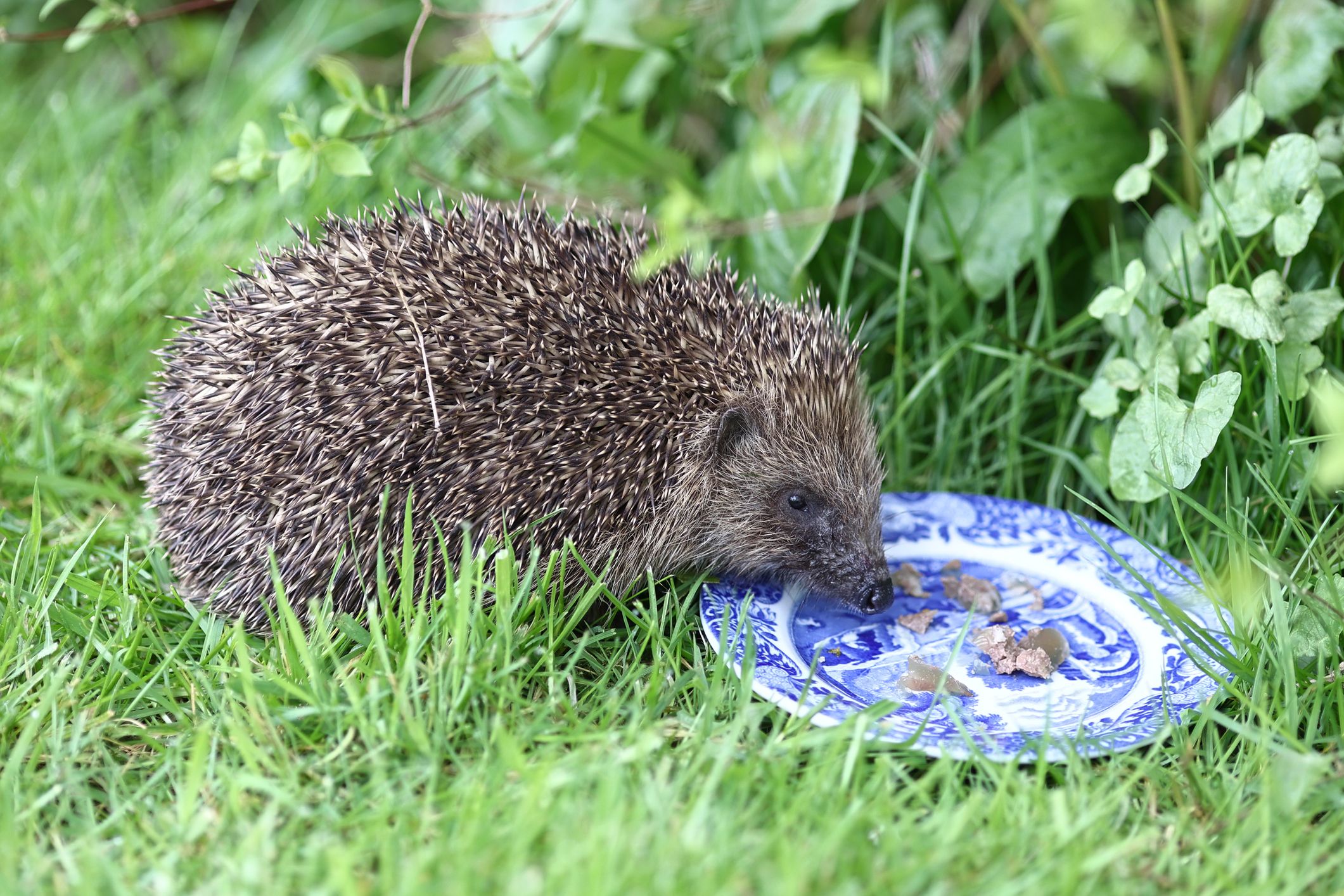 Heute.at - Es ist angerichtet – Garten-Speisung für Igelgäste