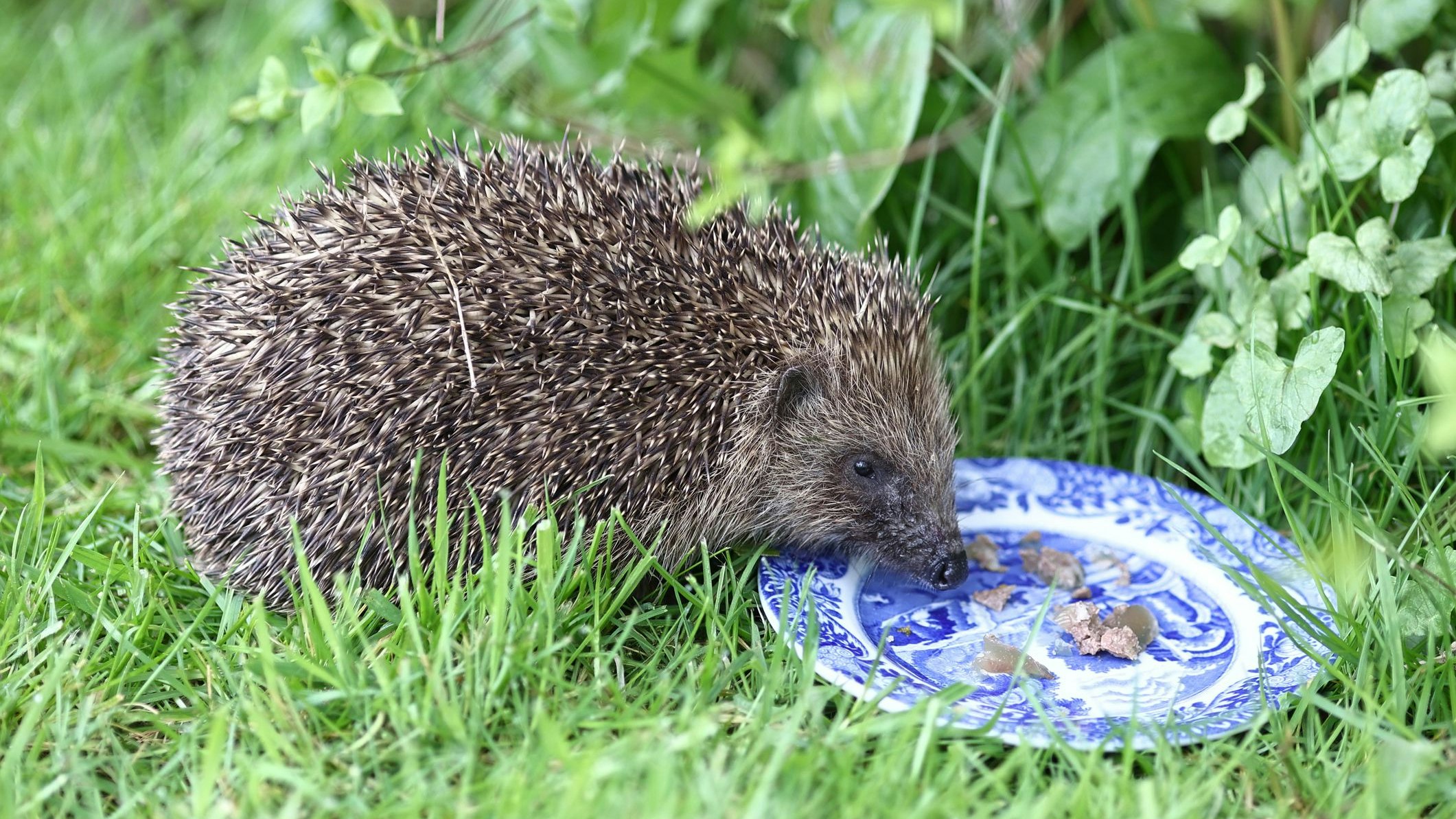 Heute.at - Es ist angerichtet – Garten-Speisung für Igelgäste