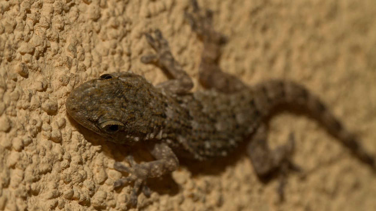Der Mauergecko gehört zu den nachtaktiven Geckos aus dem Mittelmeerraum. 