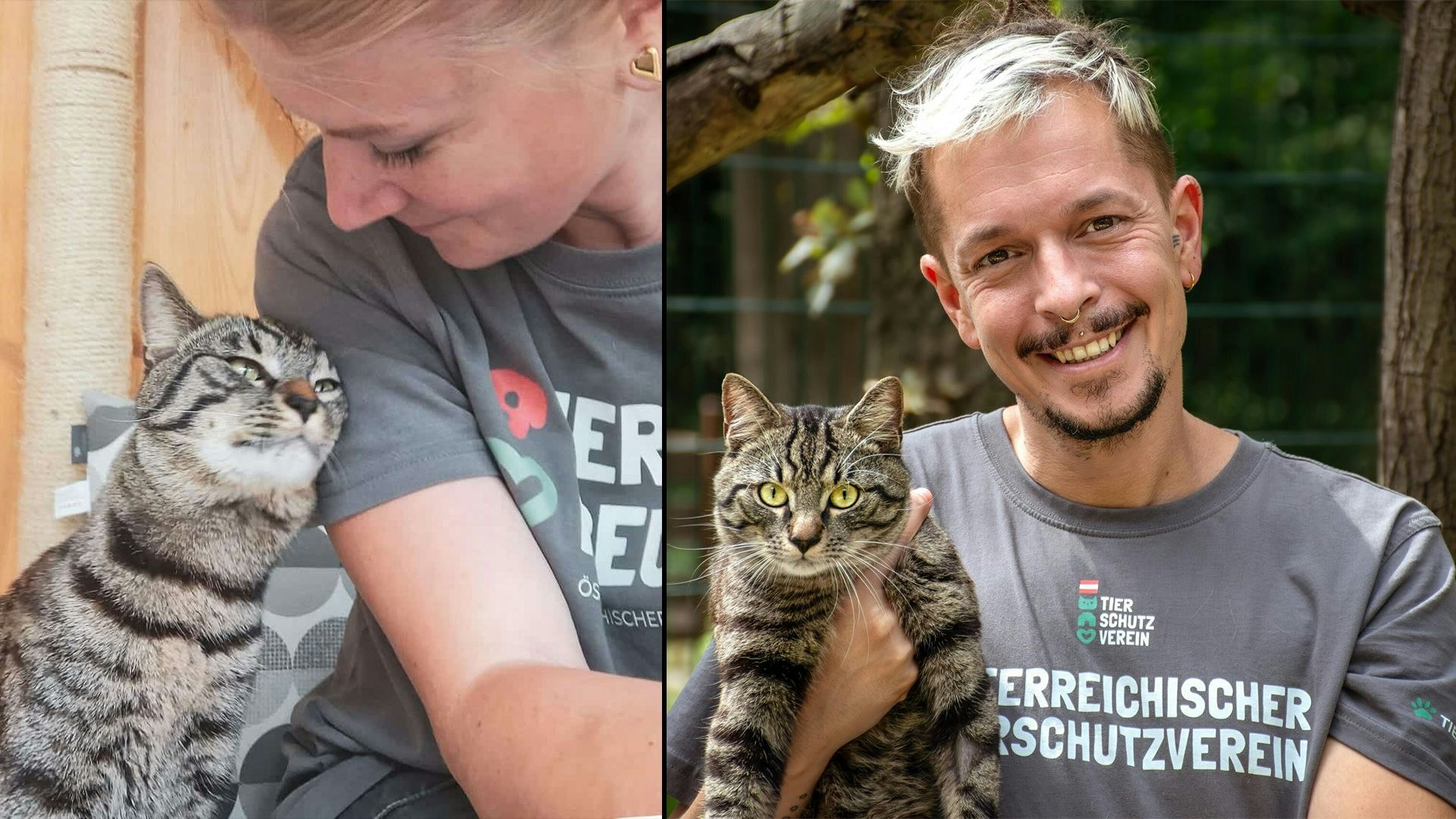 Heute.at - Kater Gismo sollte sterben, weil er zu dick war