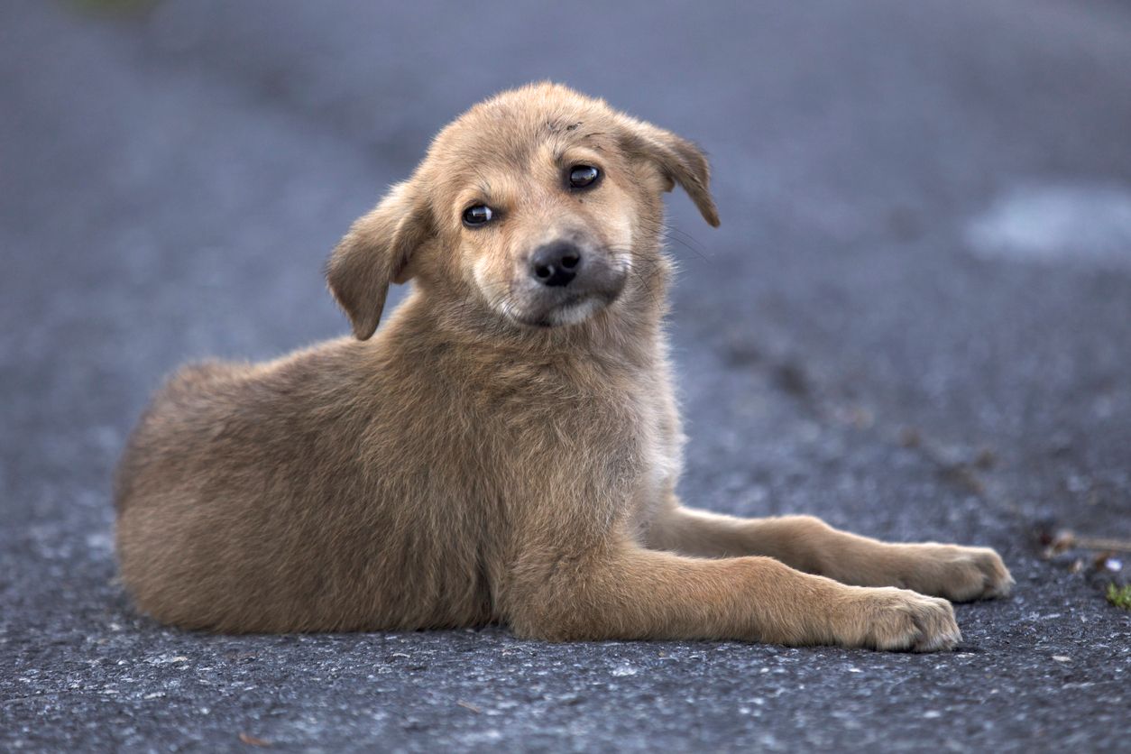 Heute.at - Unerträglich! Selbst im Tierheim ist kein Hund sicher