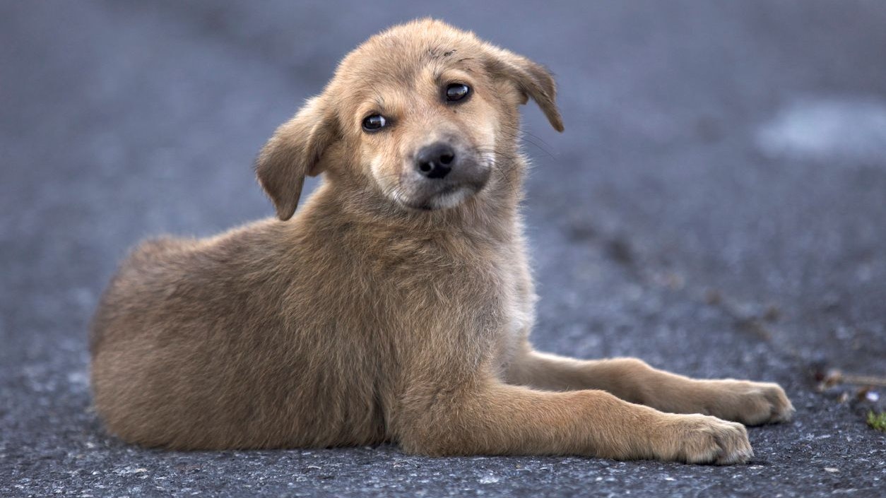 Heute.at - Unerträglich! Selbst im Tierheim ist kein Hund sicher