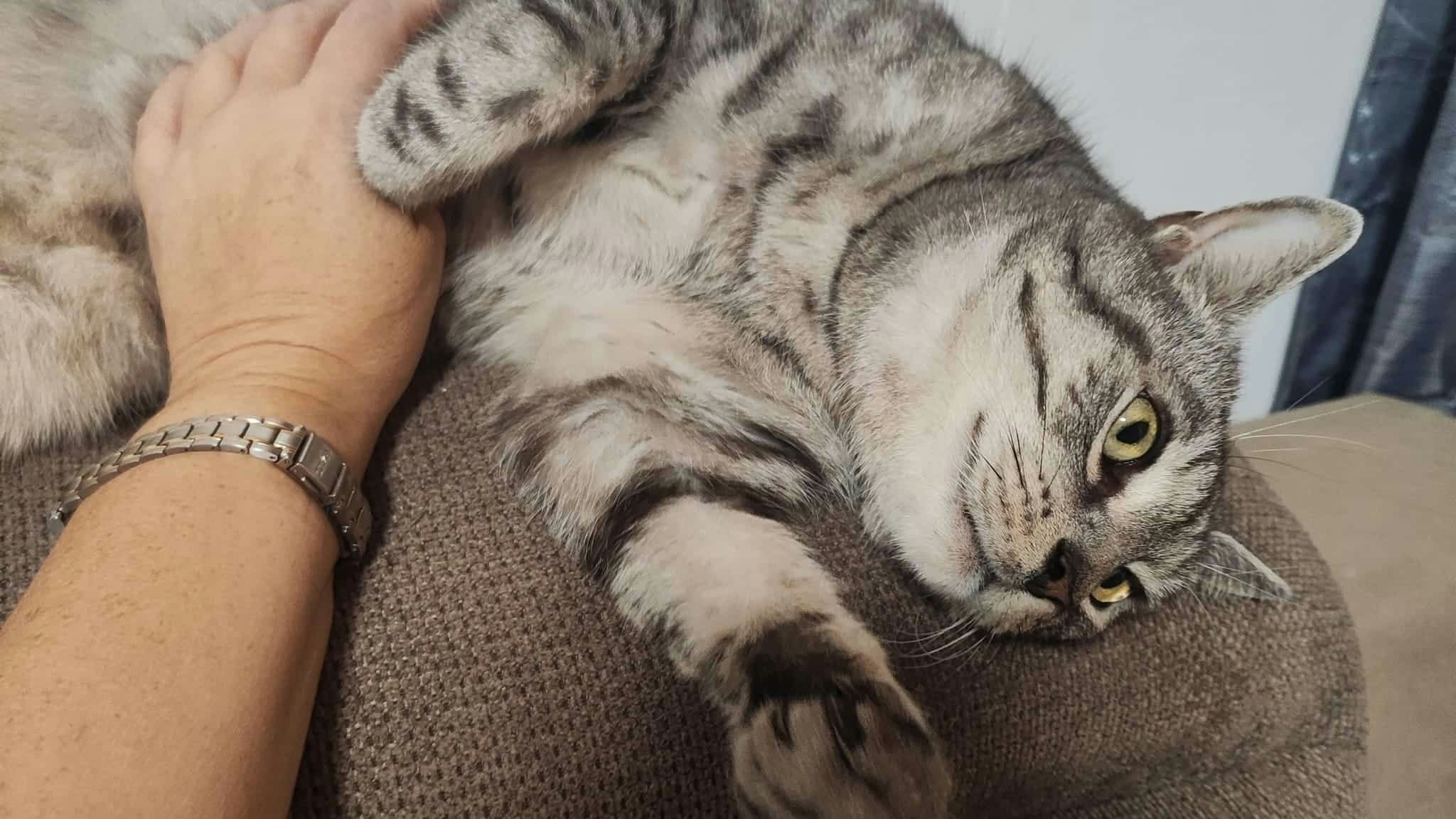 Schmusebär "Gismo" ist so ein lieber Kater. 