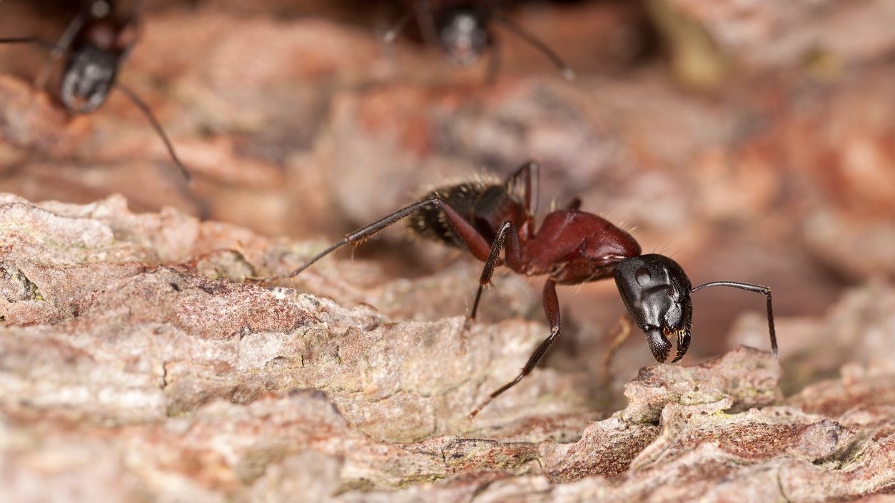 Bei den Campanotus-Ameisen wird nicht lange gefackelt.
