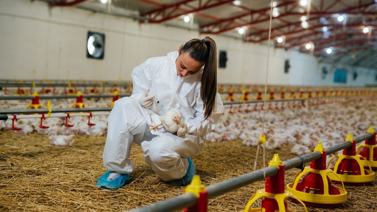 Heute.at - Vogelgrippe-Fälle nun auch in weiterem Bundesland