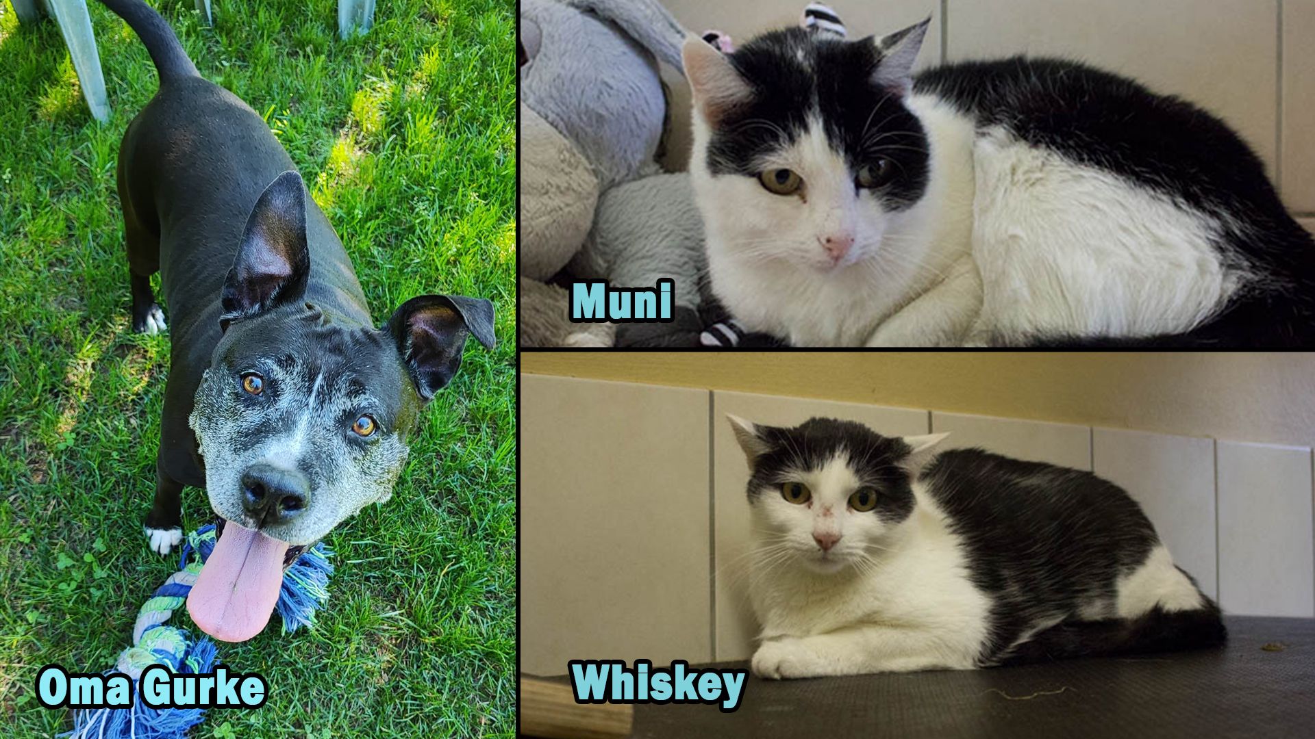 Heute.at - TIKO Kärnten: Schützlinge der Kalenderwoche 44