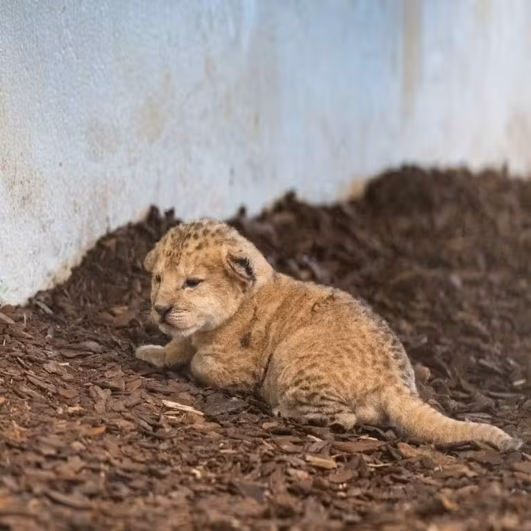 Heute.at - Mutter hörte plötzlich auf zu säugen – Löwenbaby stirbt