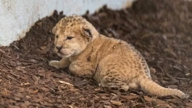 Heute.at - Mutter hörte plötzlich auf zu säugen – Löwenbaby stirbt