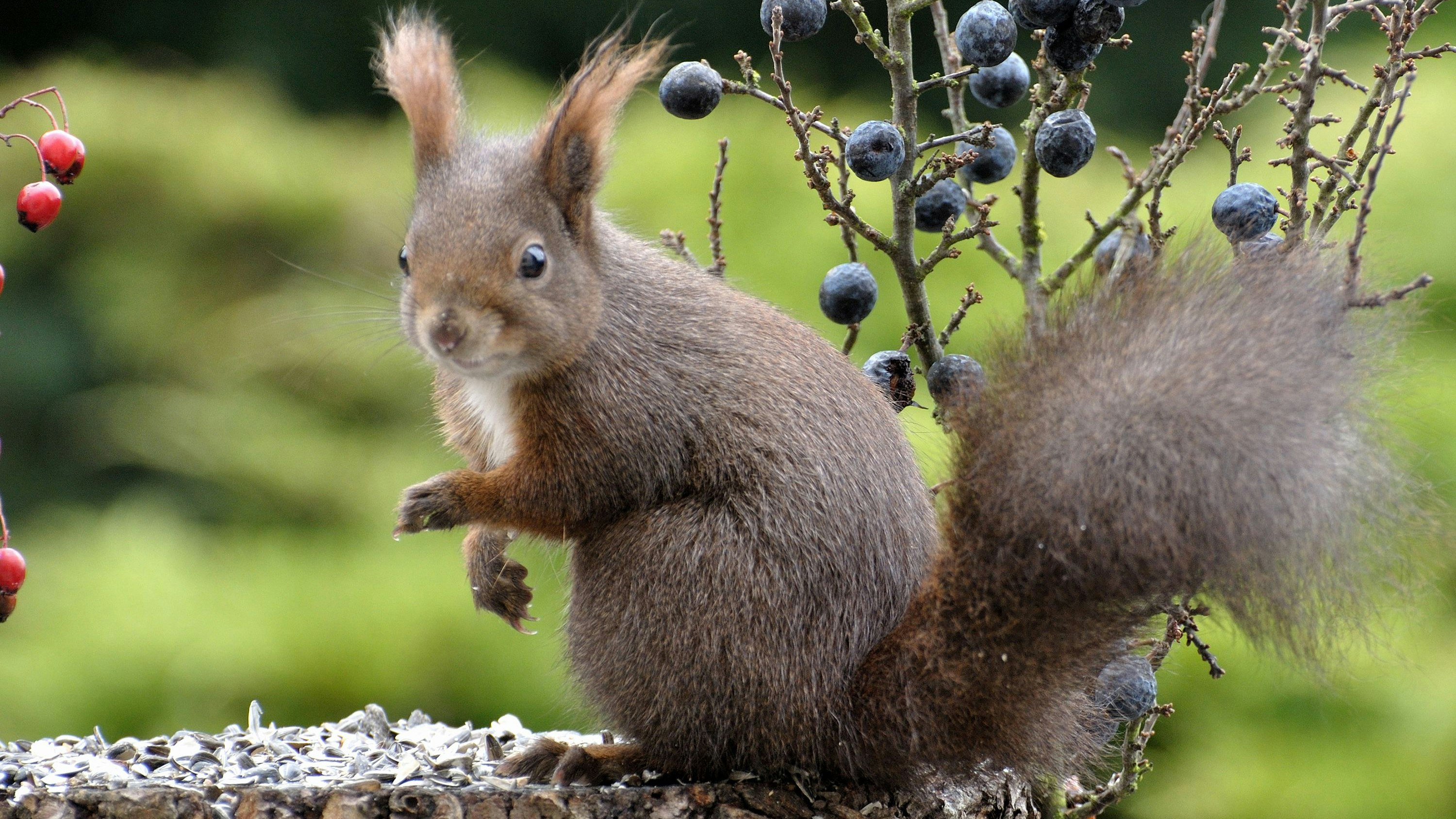 Auch Eichhörnchen zählen zu den "Friedhofstieren". 