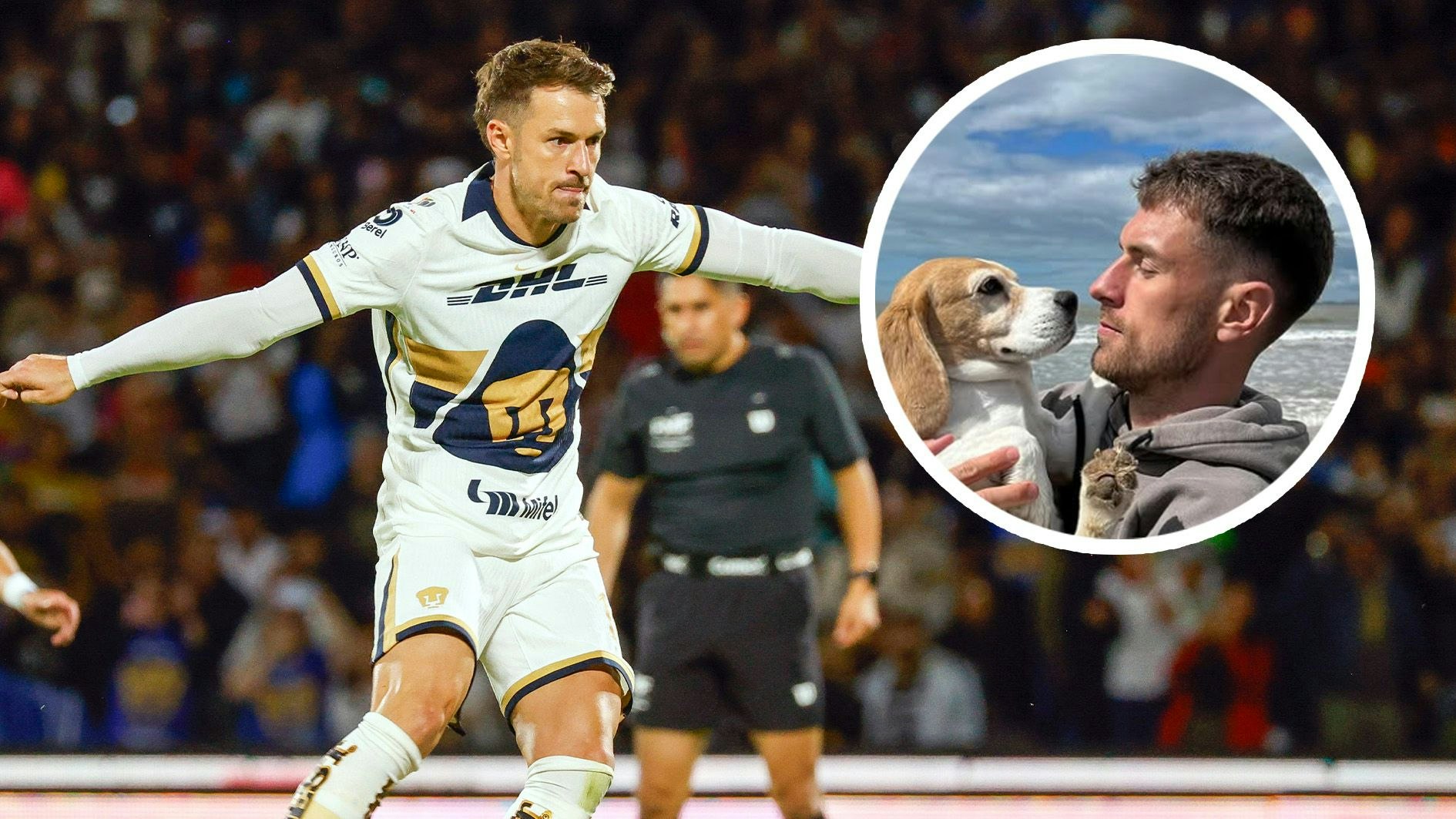 Heute.at - Wegen vermisstem Hund: Ex-Arsenal-Star vor Rauswurf
