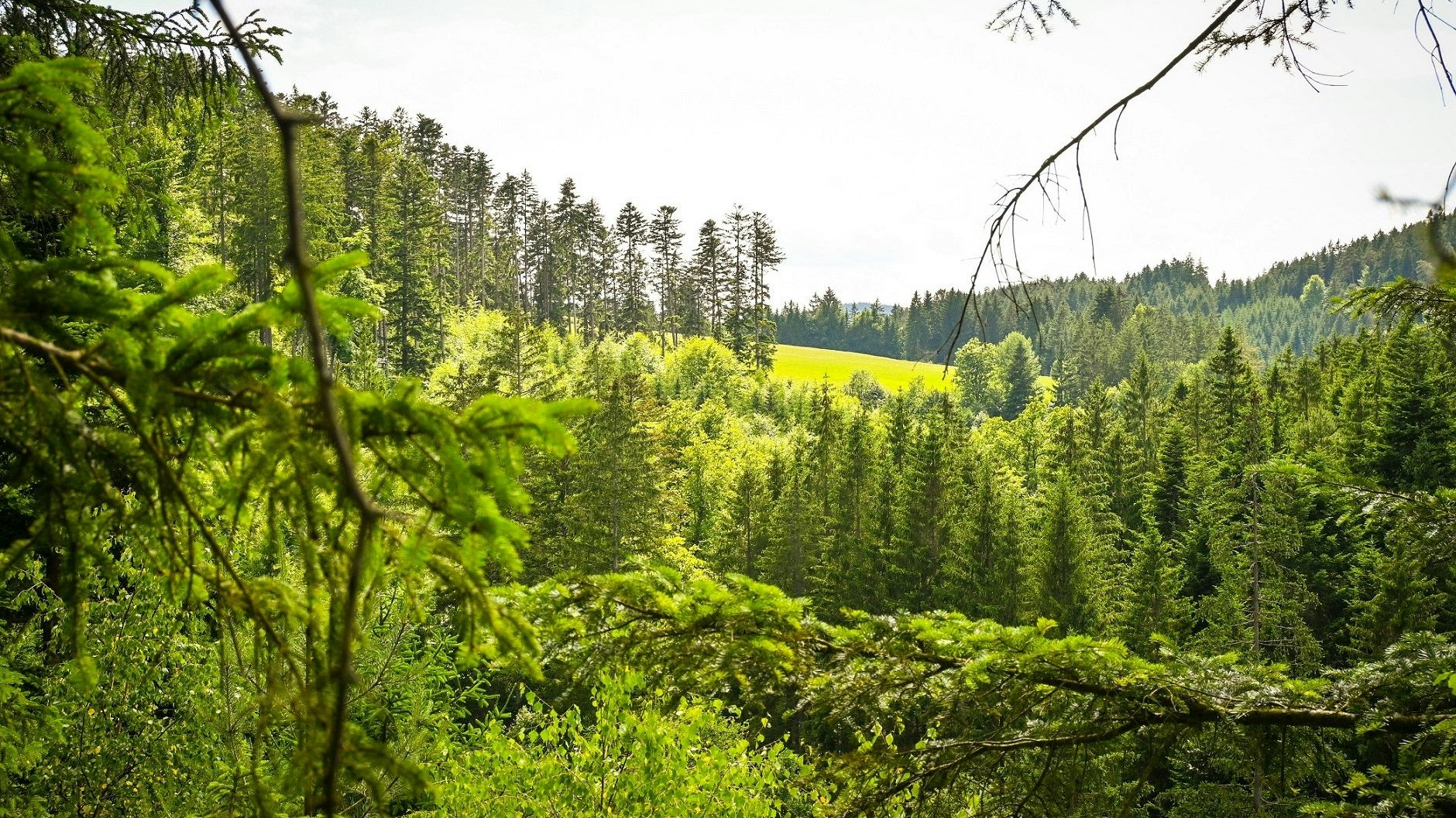 Der Eigenbeschreibung nach, ist die Schwarz Alm ein echter Kraftplatz mit Weitblick.