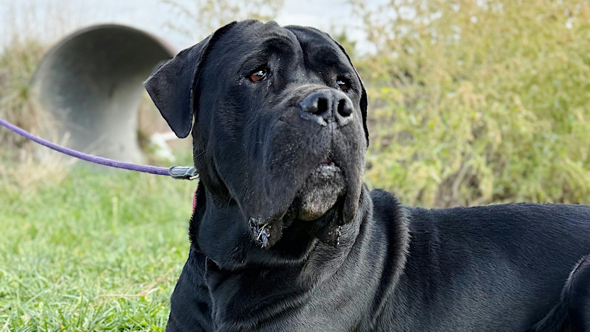 Heute.at - Wer gibt Cane Corso Shrek eine zweite Chance?