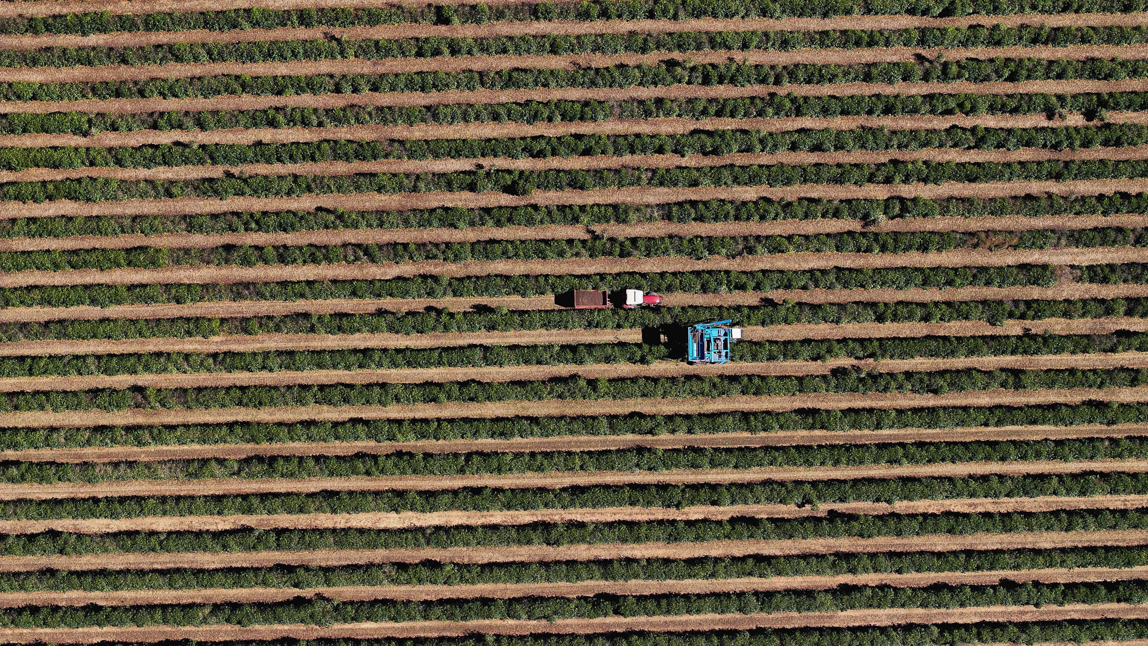 Hoffen auf einen Deal mit den USA: Brasilien ist eines der wichtigsten Kaffee-Exportländer der Welt
