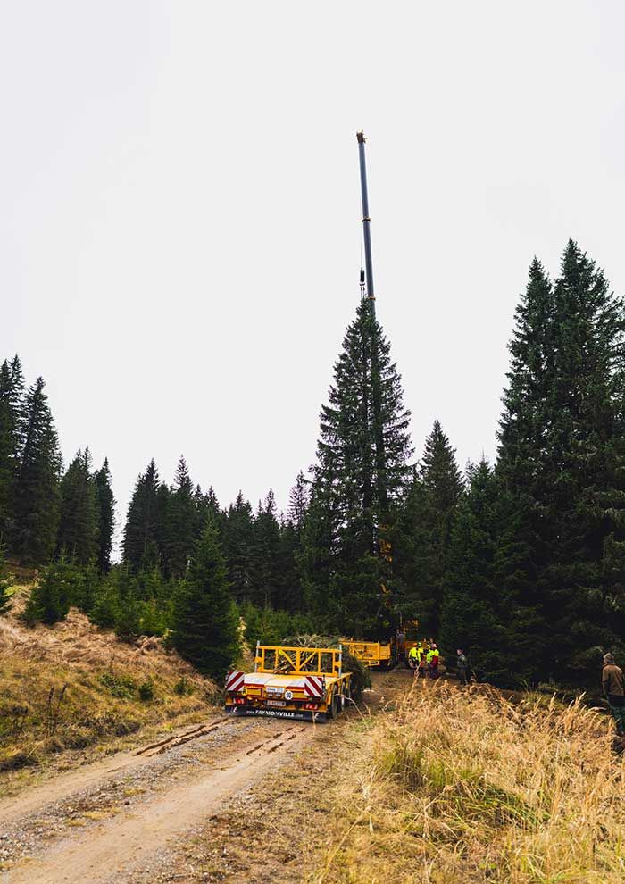 Die Fichte wuchs auf etwa 1.400 Metern Seehöhe mit Blick auf der Koralpe.