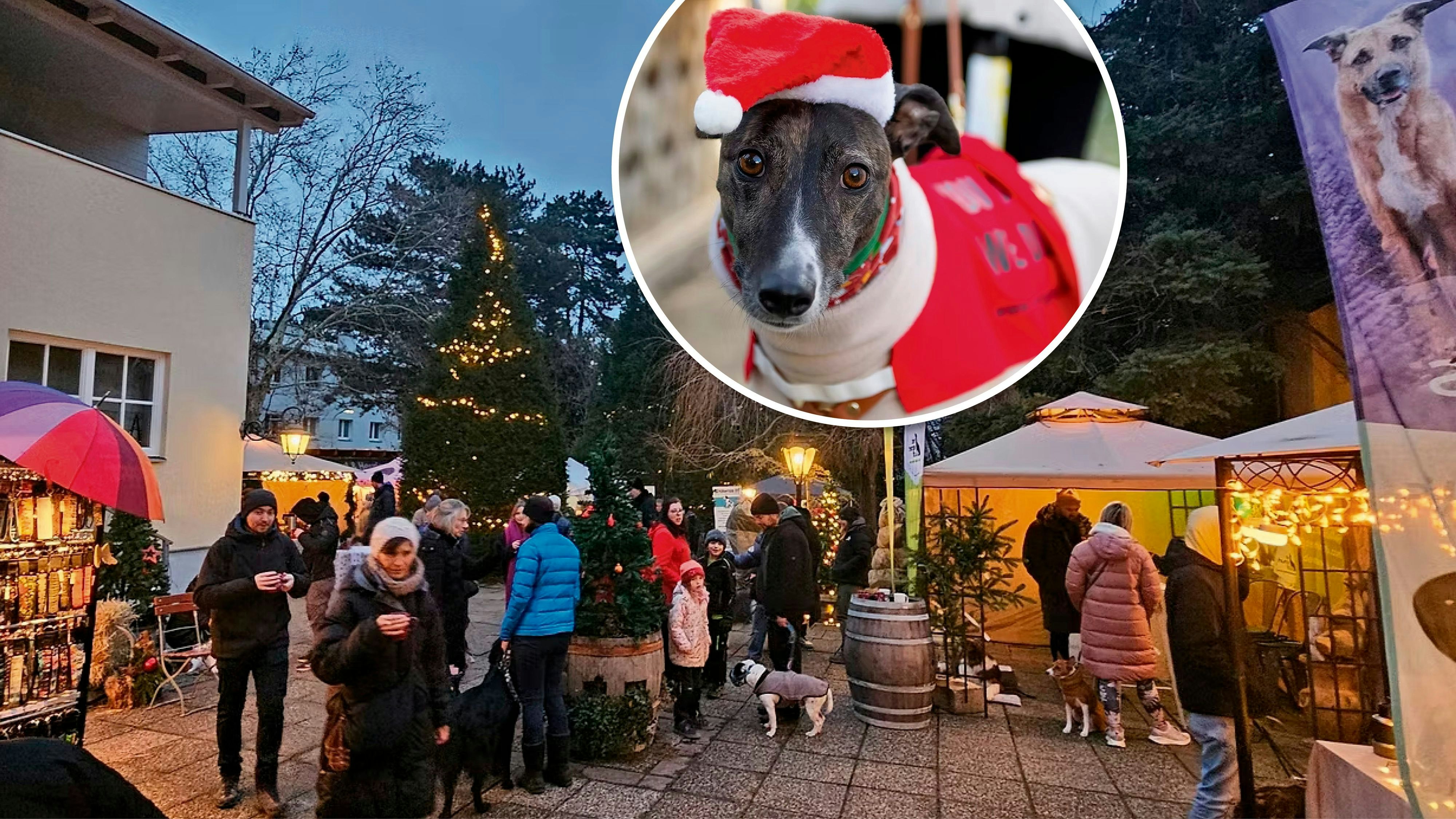 Heute.at - Wuff! Weihnachtsmarkt für Hund und Herrchen in Wien