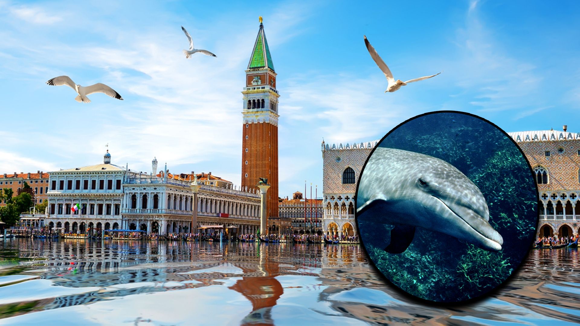 Heute.at - Attraktion wider Willen – Delfin bezaubert in Venedig