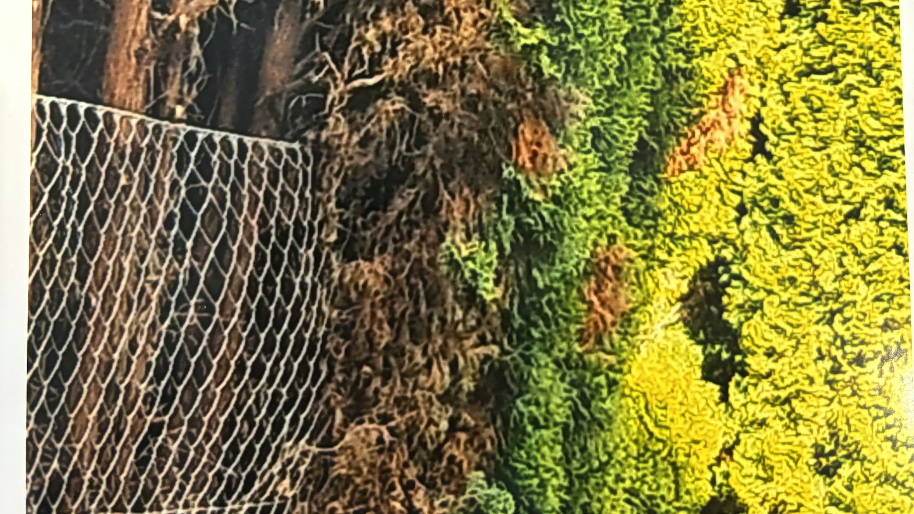 Die Hecke vor dem Schnitt in dem Garten des Angeklagten.