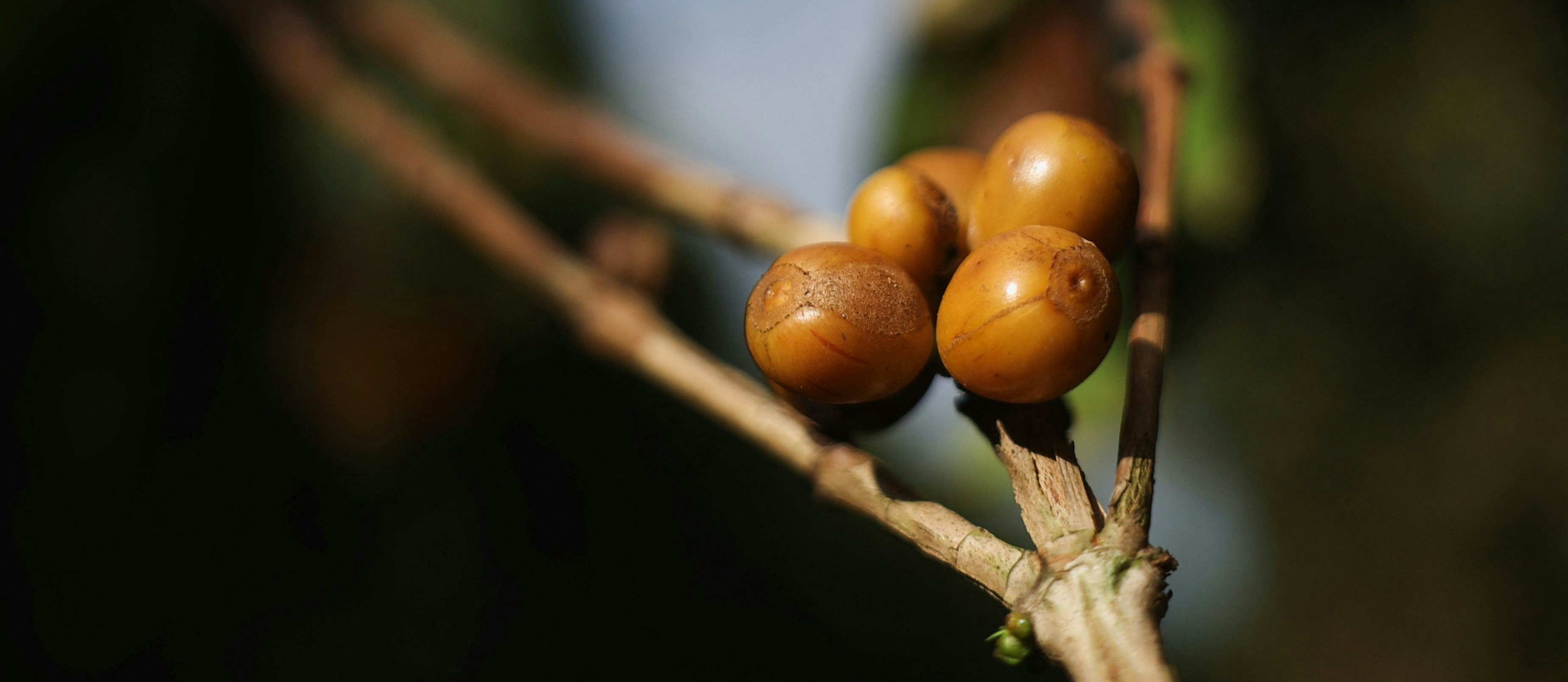 Um die Kaffeebohne hat sich ein weltweiter Preiskampf entwickelt