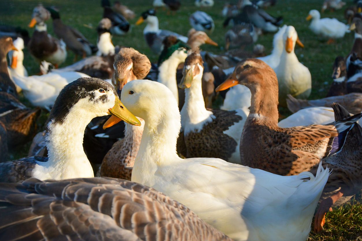 Heute.at - Hausgeflügel in Gefahr! Was du jetzt wissen musst