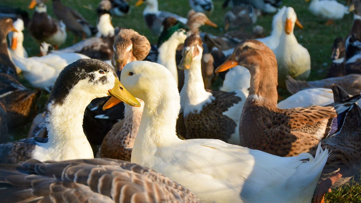 Heute.at - Hausgeflügel in Gefahr! Was du jetzt wissen musst