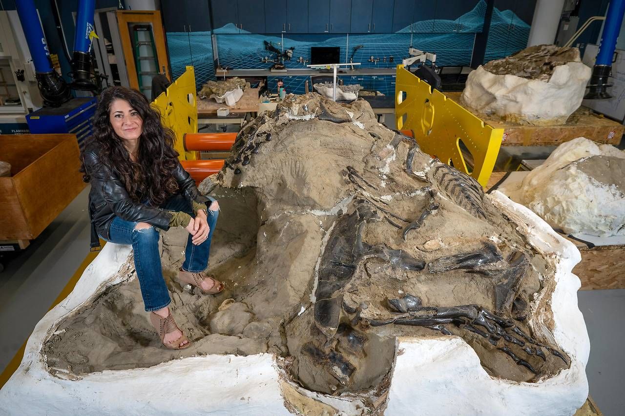 Lindsay Zanno, außerordentliche Professorin an der North Carolina State University und Leiterin der Paläontologie am North Carolina Museum of Natural Sciences, mit dem Fossil eines Nanotyrannus lancensis.