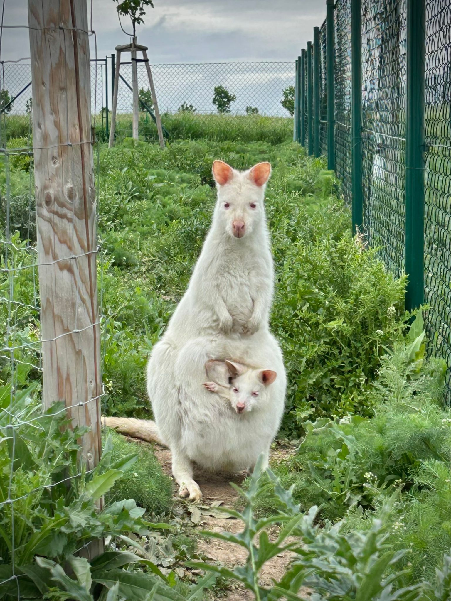 Das Baby-Känguru wurde gestohlen