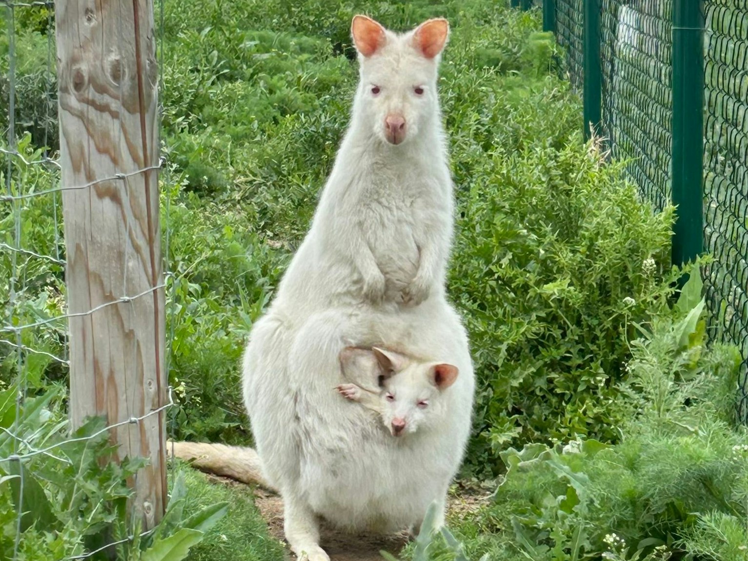 Dieses Baby-Känguru (hier noch im Beutel) wurde gestohlen.