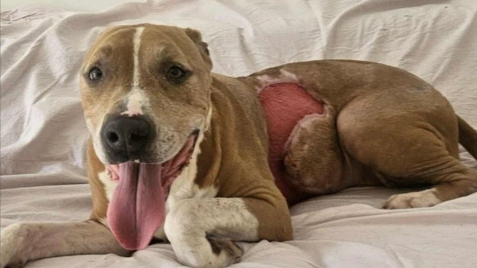 Heute.at - Kaum zu ertragen – Was ist mit Richie passiert?