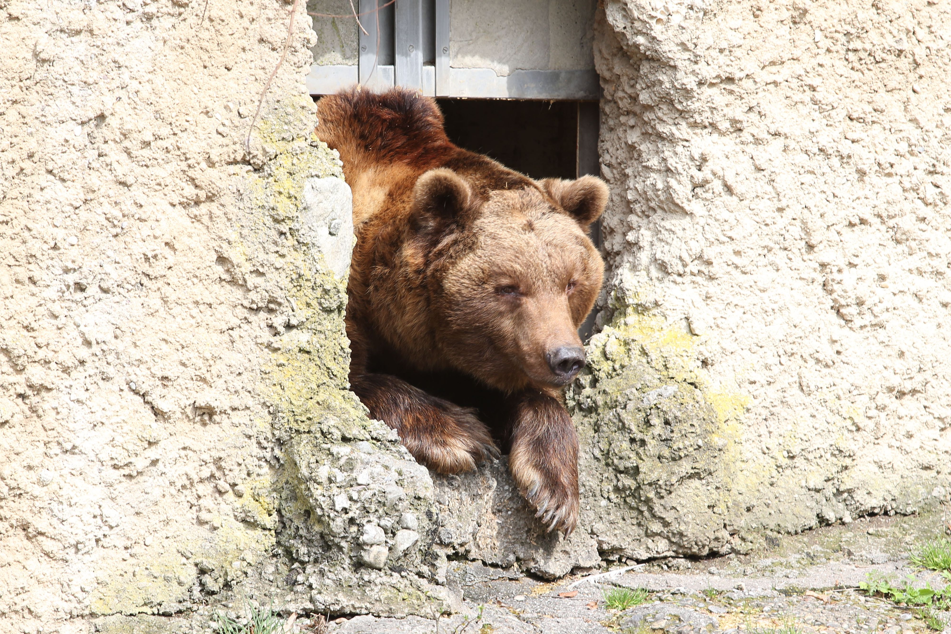 Heute.at - Zoo Salzburg nimmt nach 32 Jahren Abschied von Aragon
