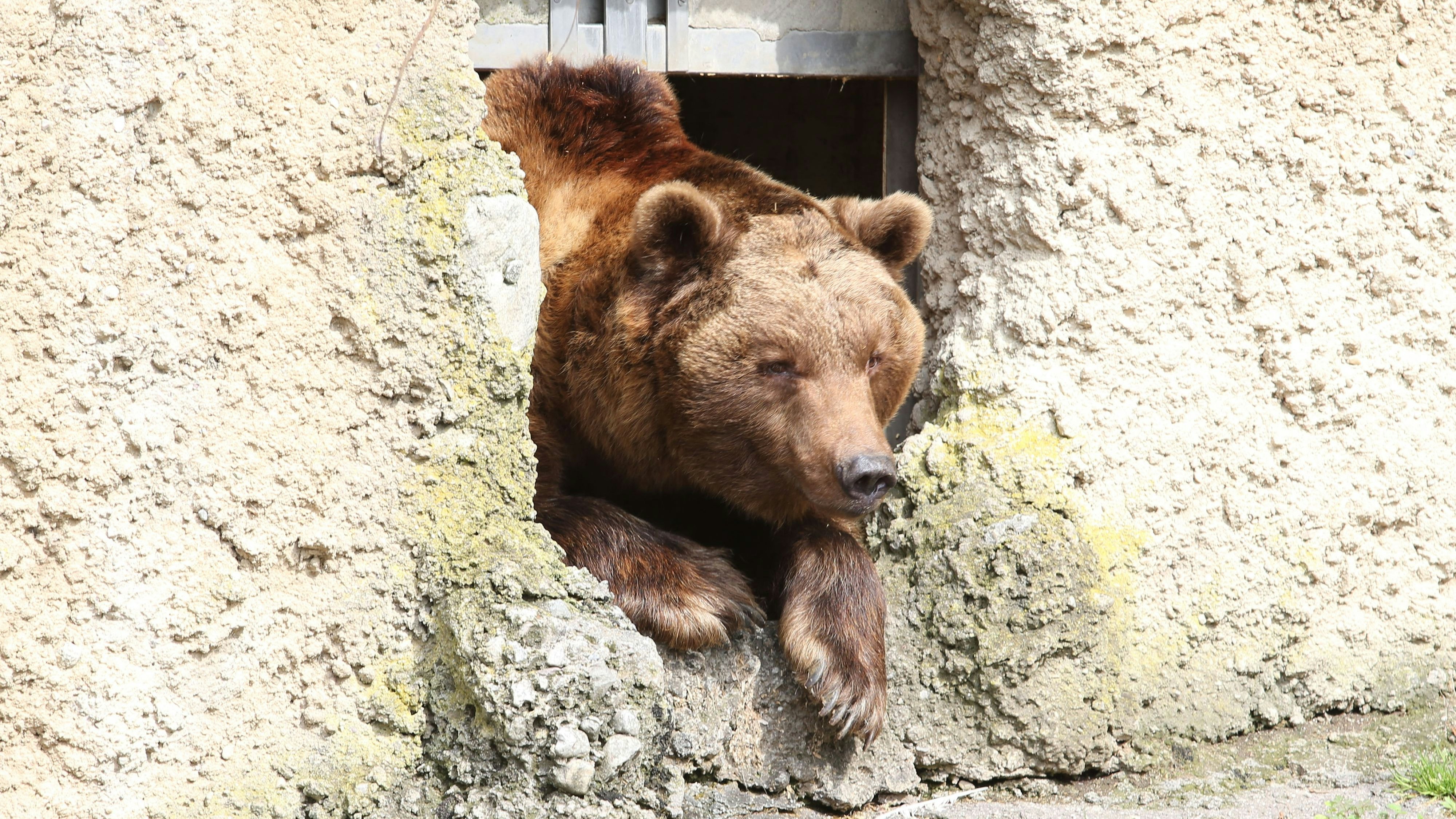 Heute.at - Zoo Salzburg nimmt nach 32 Jahren Abschied von Aragon