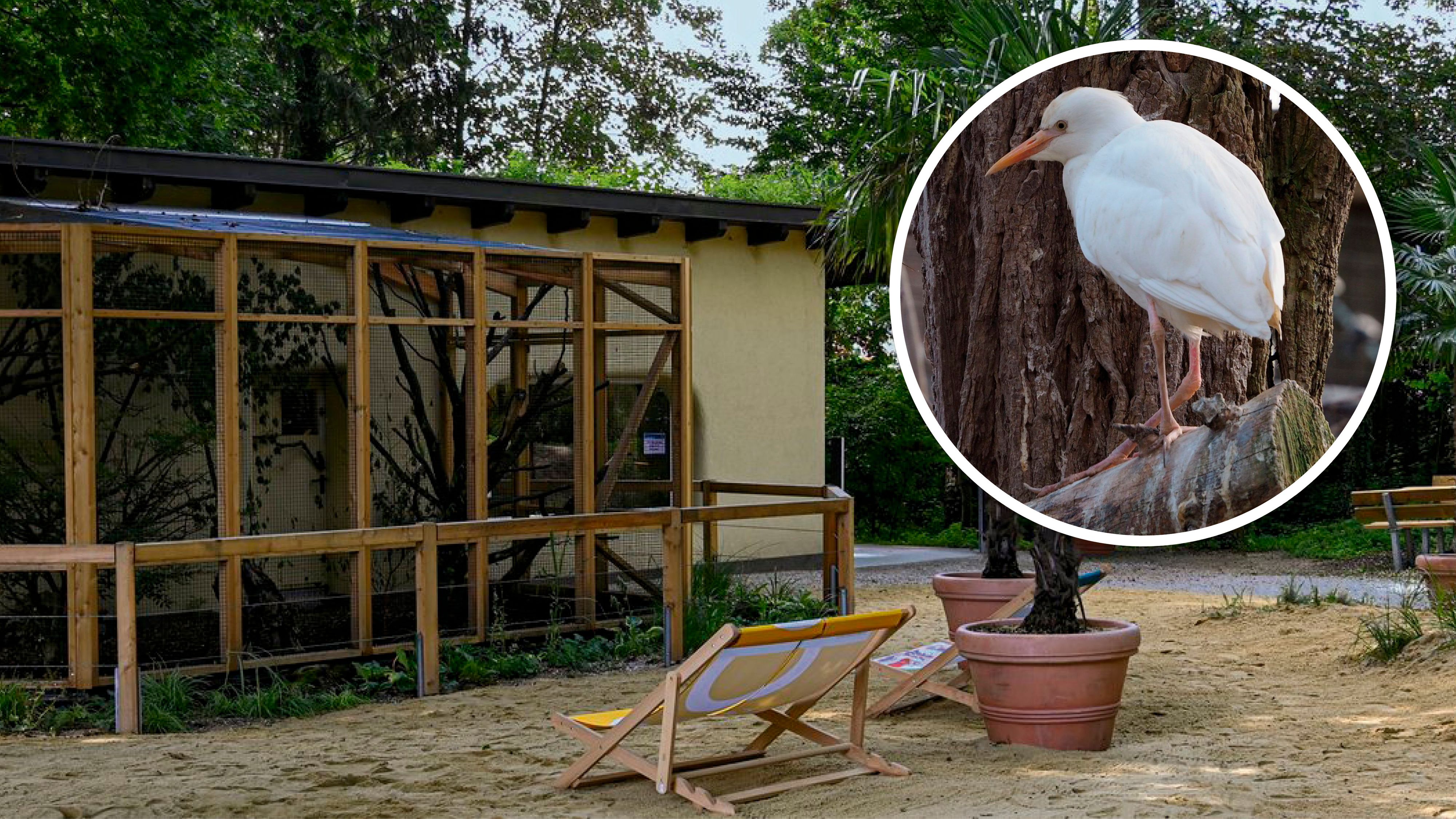 Der Welser Tiergarten unternimmt jetzt alles, um seine Vögel zu schützen.