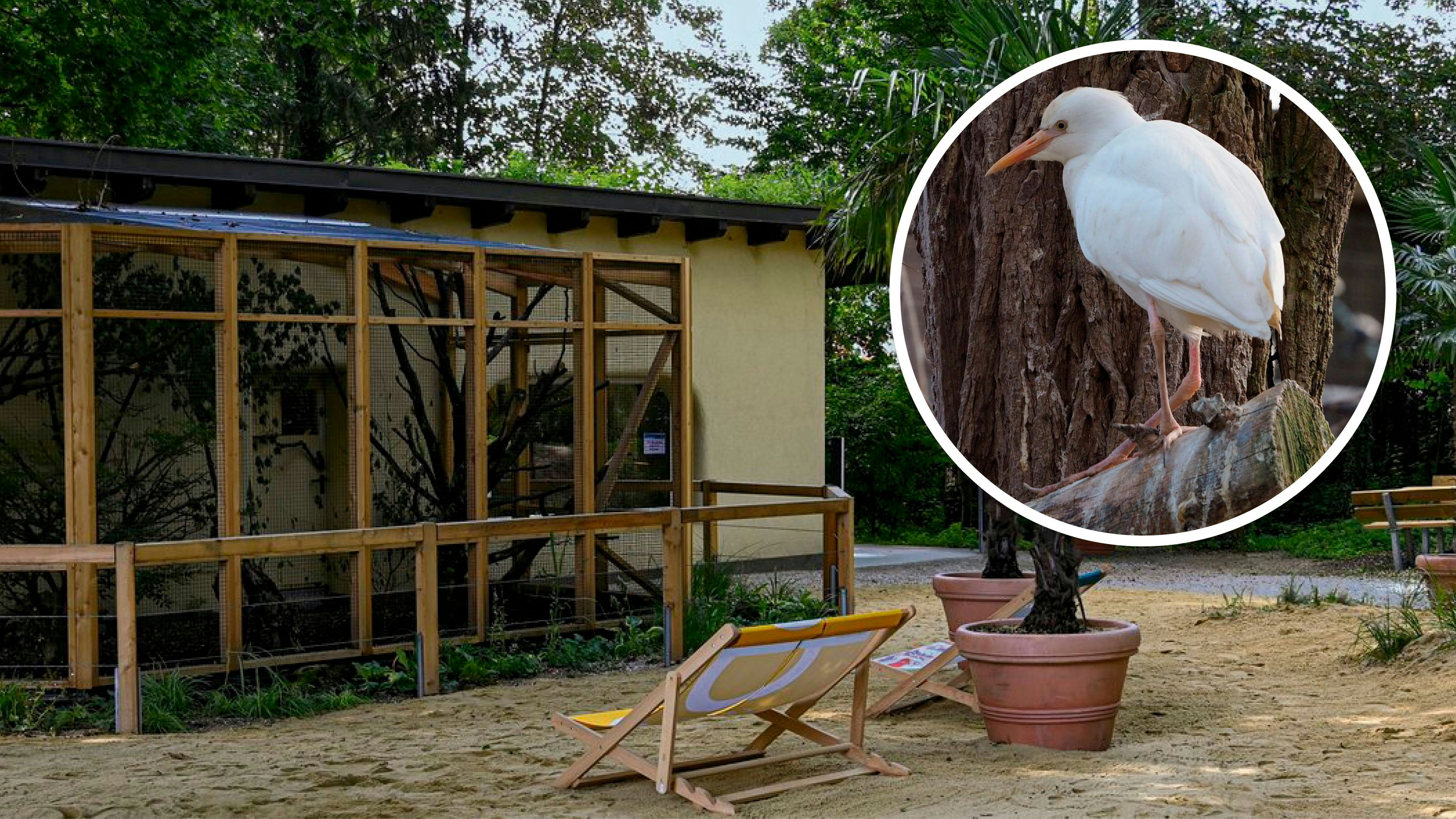 Heute.at - Vogelgrippe wütet – jetzt greift Tiergarten hart durch