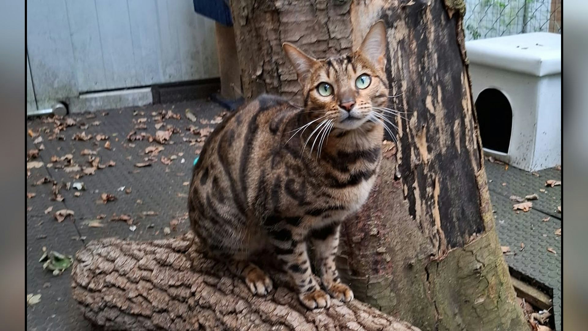 Heute.at - Dieser wilde Kater sucht geschultes Personal