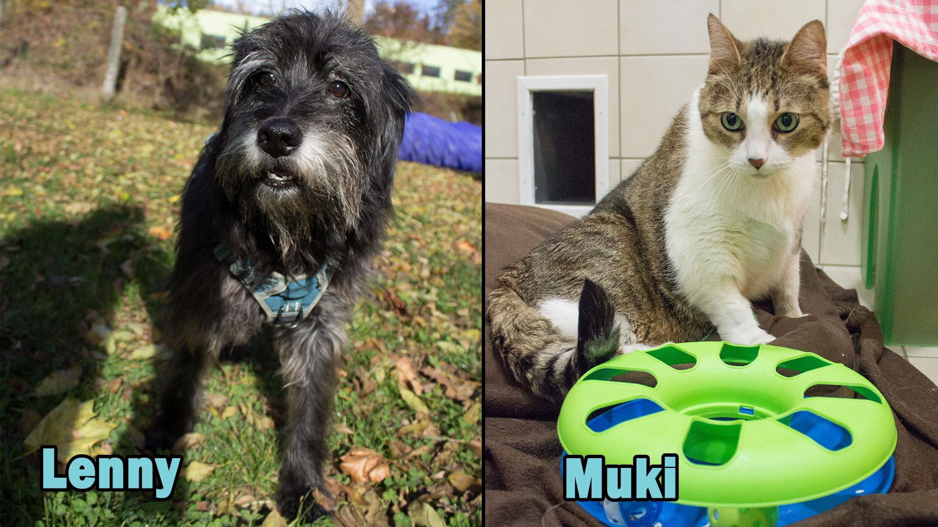 Heute.at - TIKO Kärnten: Schützlinge der Kalenderwoche 45