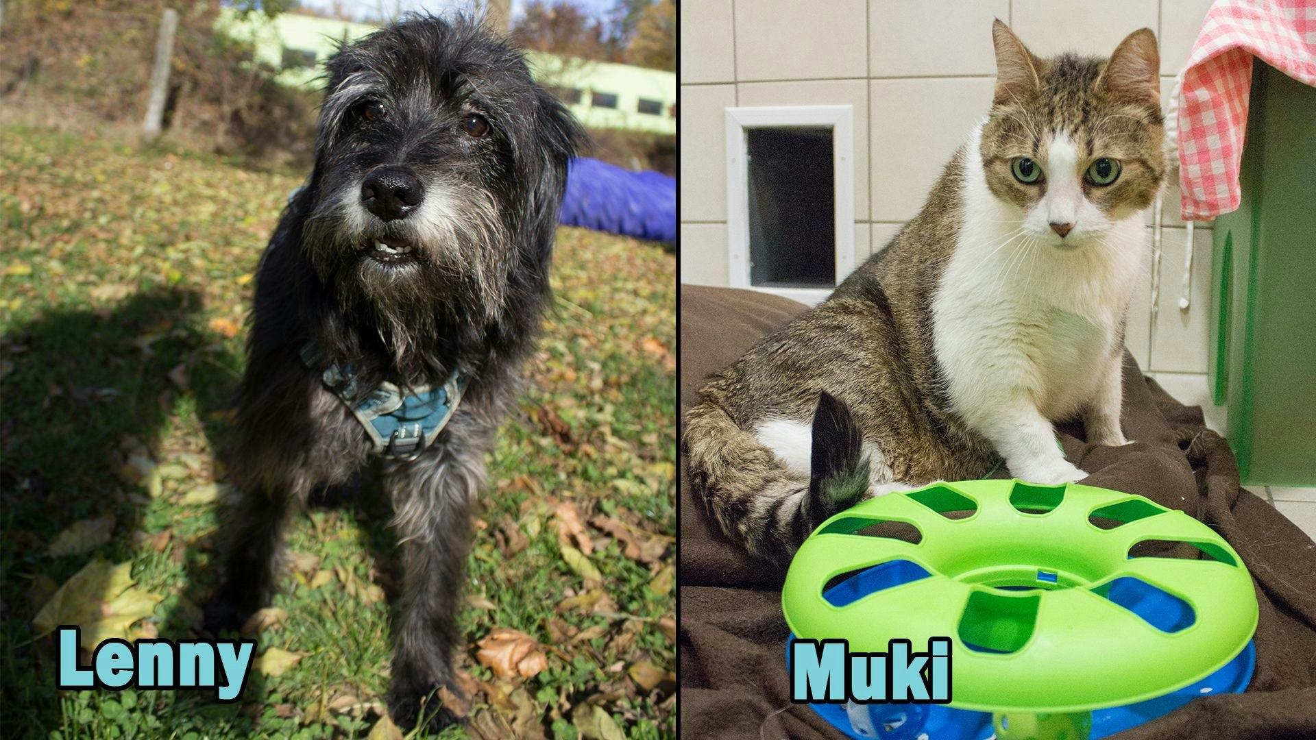 Heute.at - TIKO Kärnten: Schützlinge der Kalenderwoche 45