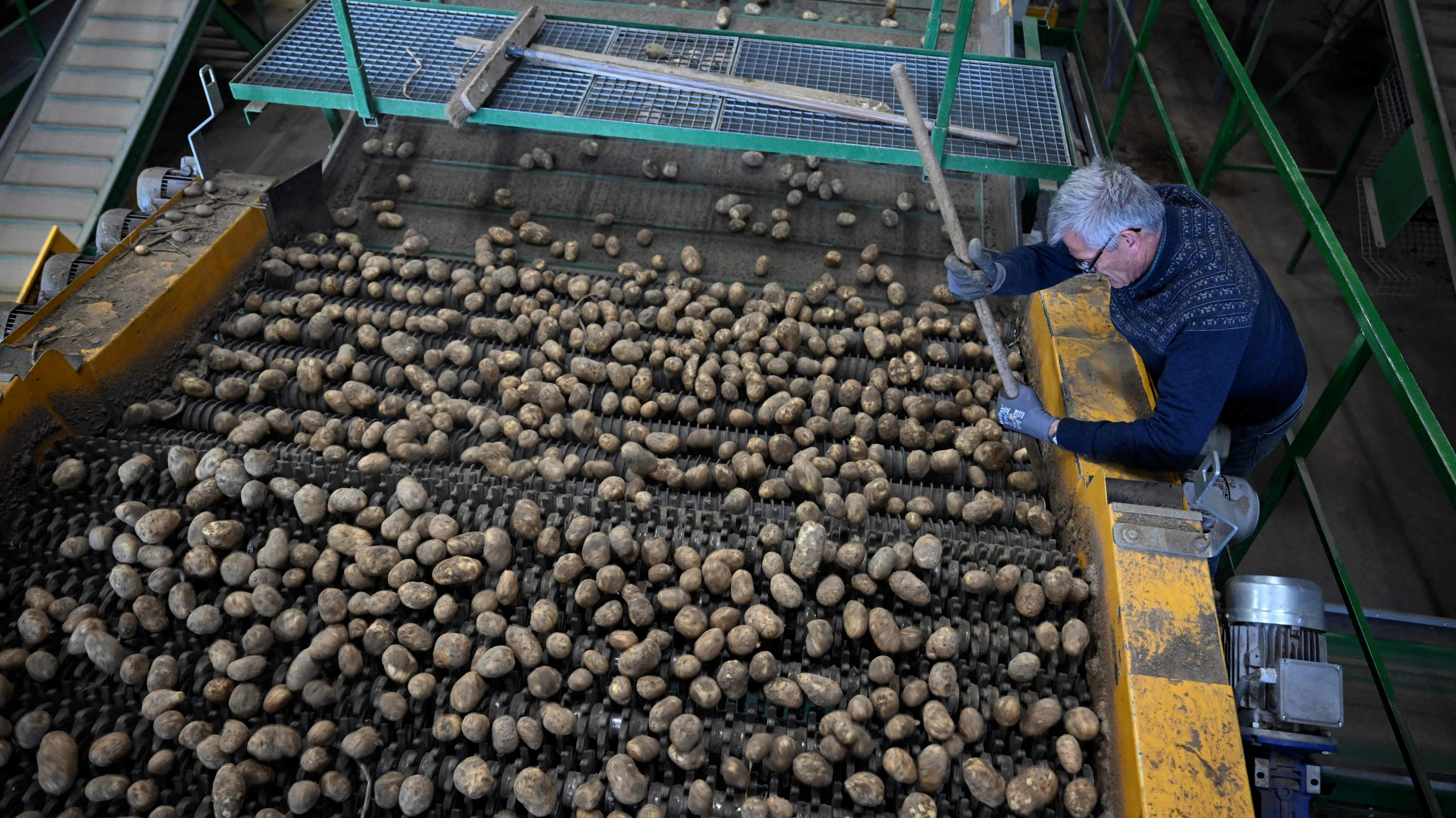 Bis eine Kartoffel auf dem Teller landet, gibt es viel zu tun – unter anderem muss sortiert werden.