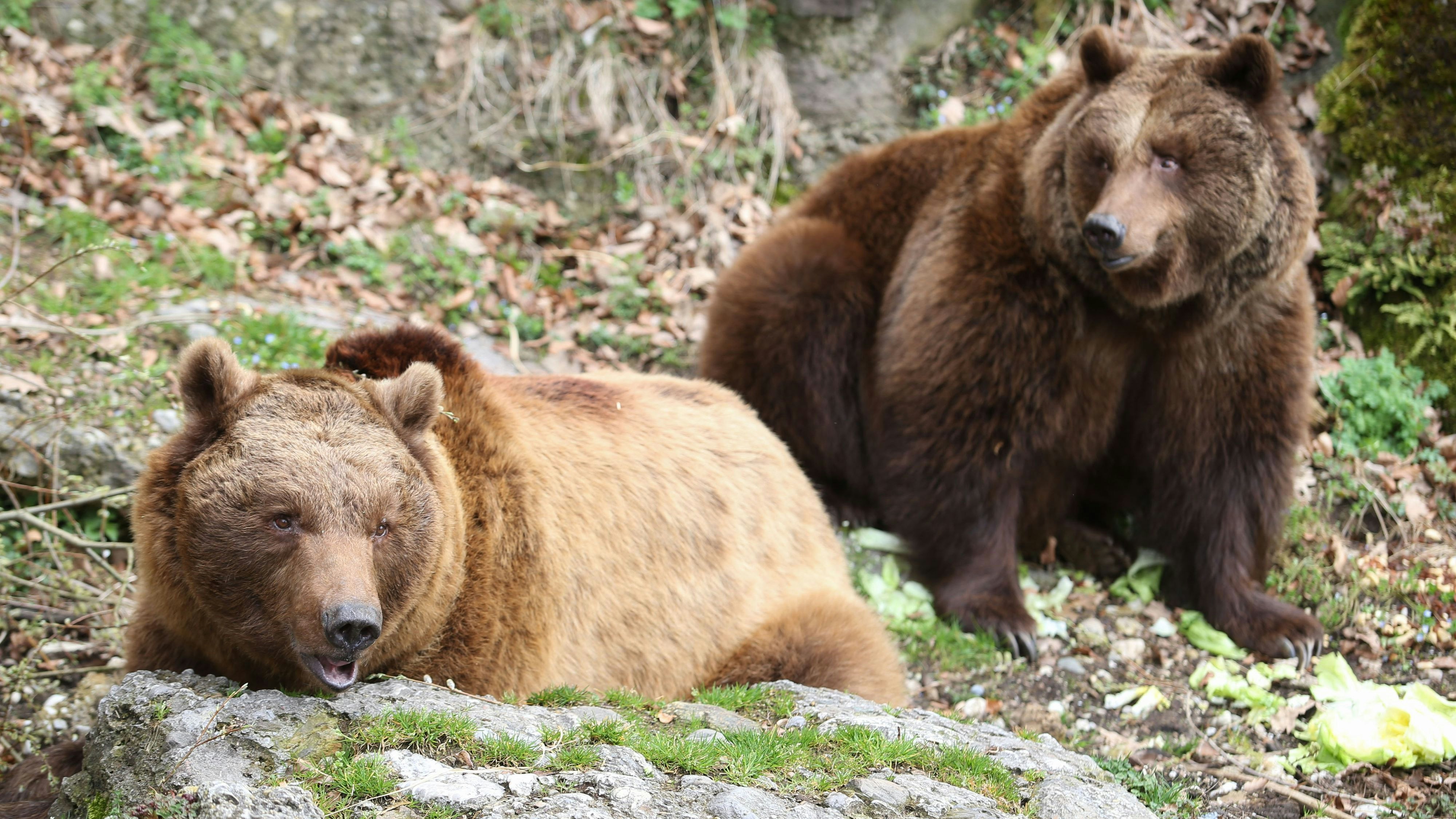 Hier sieht man "Aragon"(vorne) mit seiner dunklen Mutter "Blanca".