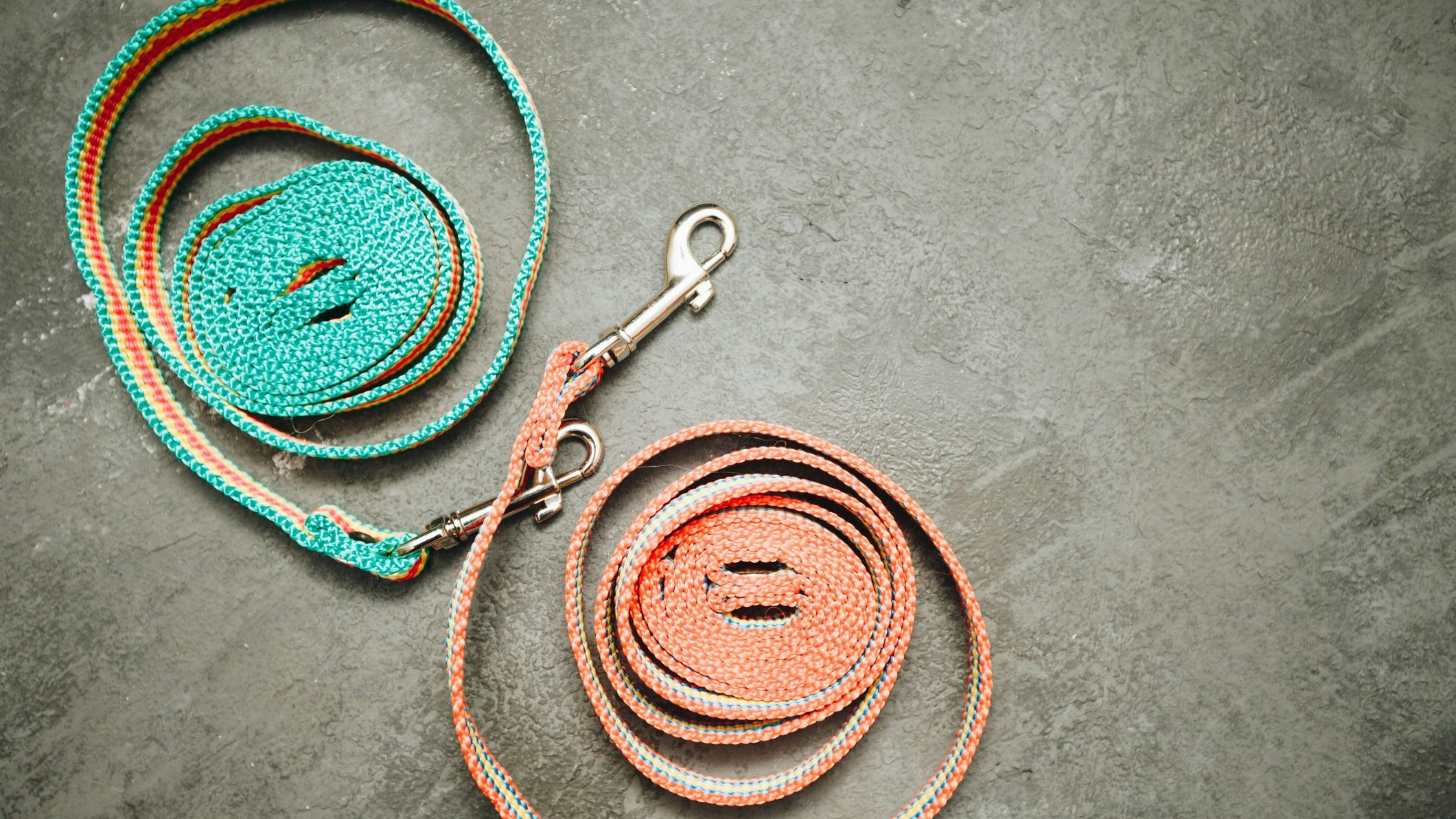 Heute.at - Hobby Dogging – Hundetraining ohne echten Hund