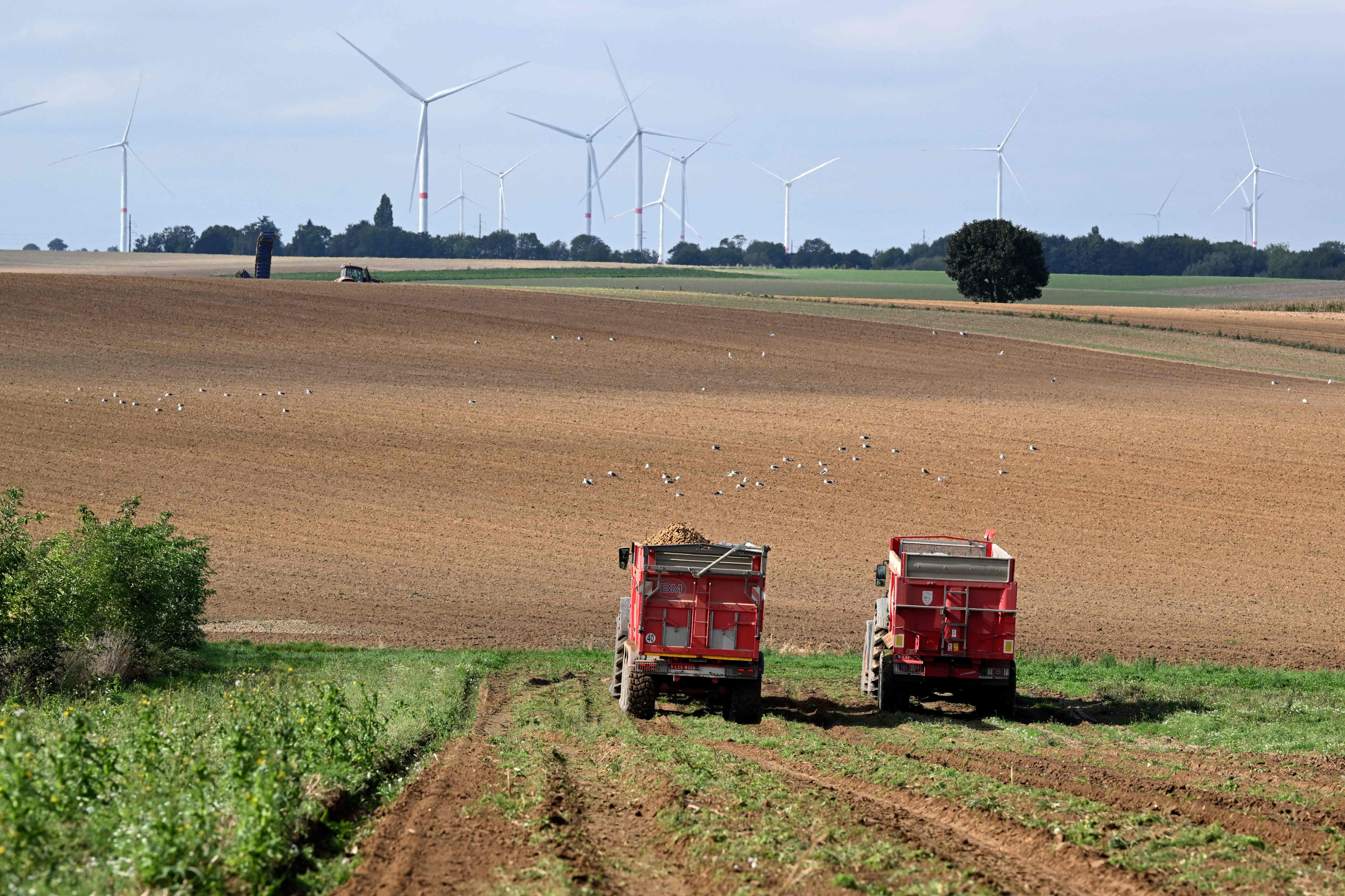 Die heurige Kartoffelernte war überdurchschnittlich gut. Die Bauern fordern nun, dass heimische Kartoffeln statt Importware in die Regale kommen.