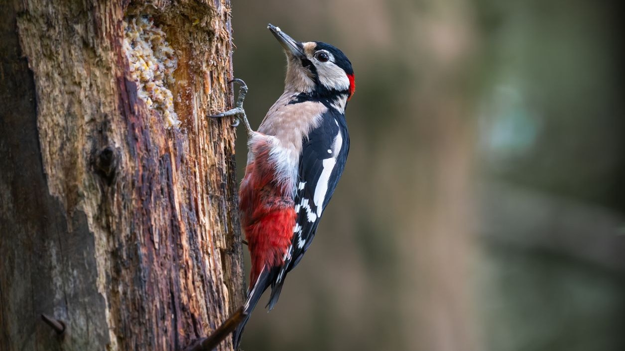 Heute.at - Wer hätte es gedacht? Dieser Schädling wirkt Wunder
