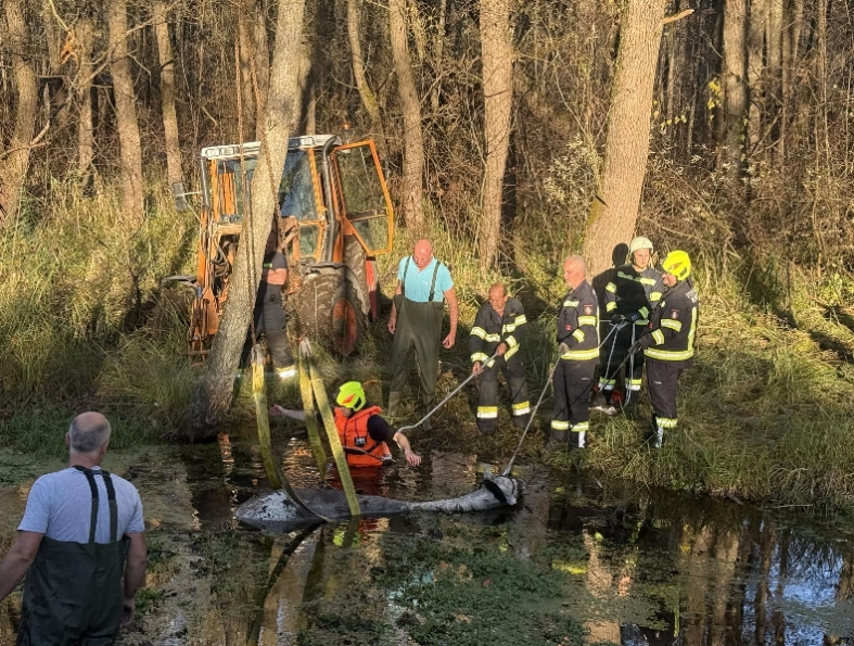 Zwei Stunden dauerte der Rettungseinsatz um das feststeckende Pferd.