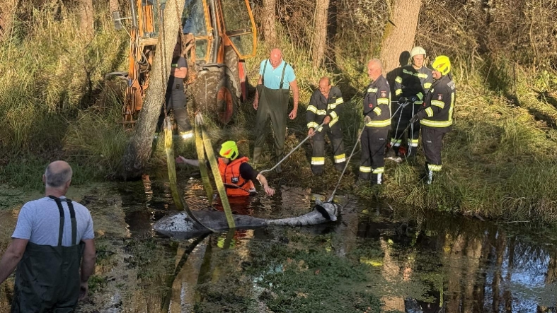 Heute.at - Ängstliches Pferd drohte in Werndorfer Au zu versinken