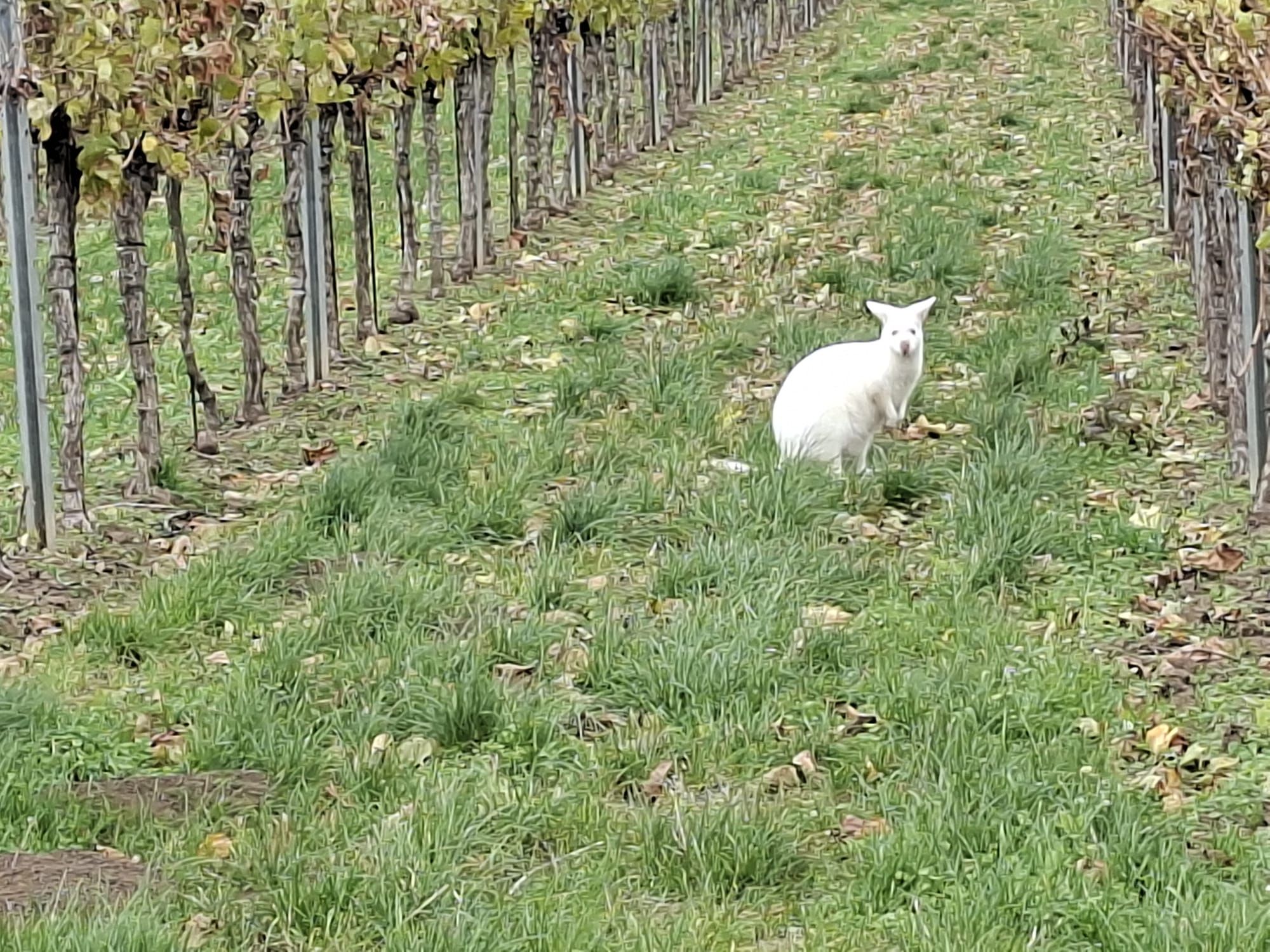 Das Albino-Känguru wurde in einem Weingarten gesichtet.
