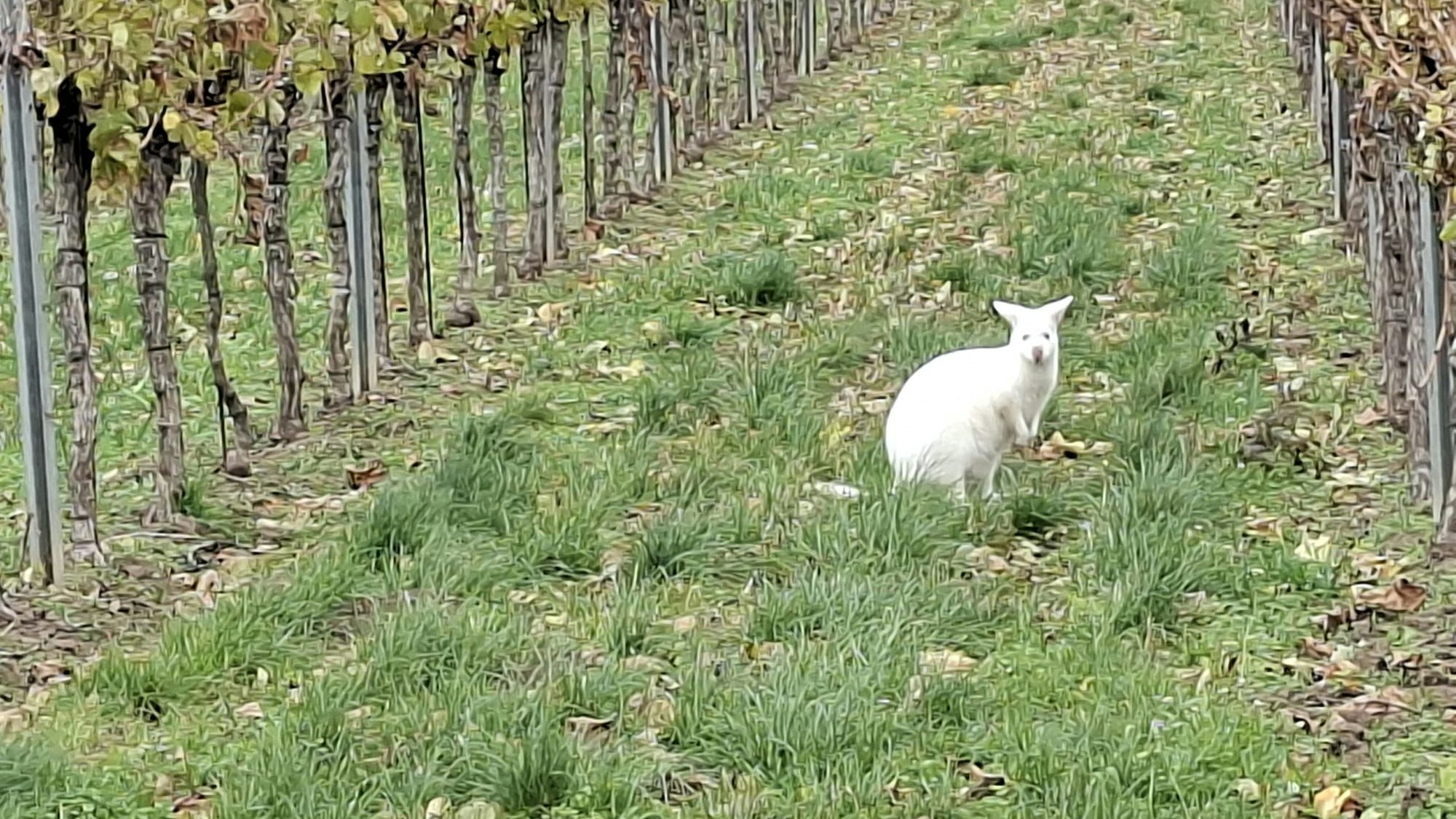 Heute.at - Video! Verschwundenes Albino-Känguru aufgetaucht