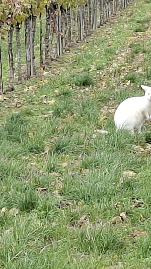 Albino-Känguru aufgetaucht: Nach einem vermuteten Diebstahl in der Family City Kleinhaugsdorf wurde das Tier in Unterretzbach gesichtet. Jetzt fehlt von dem Tier aber wieder jede Spur – die Betreiber bitten um Hinweise!