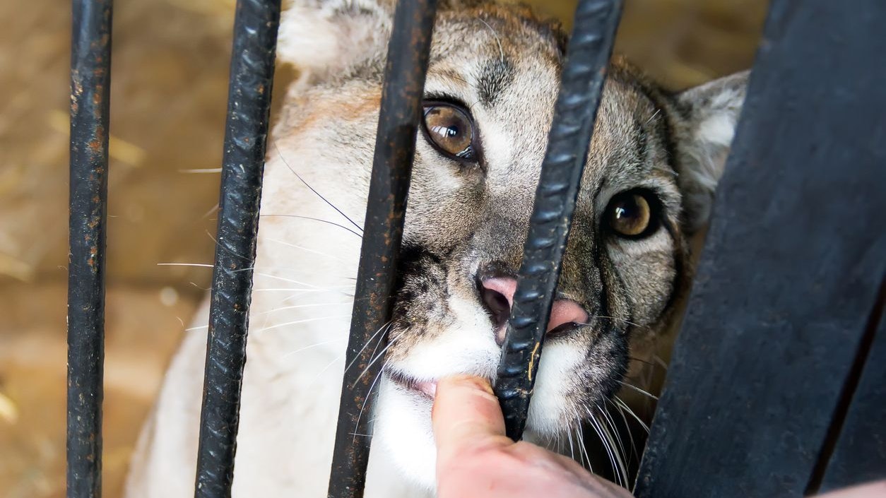 Heute.at - Wildtierhandel viel zu leicht: Jeder will ein Tigerbaby