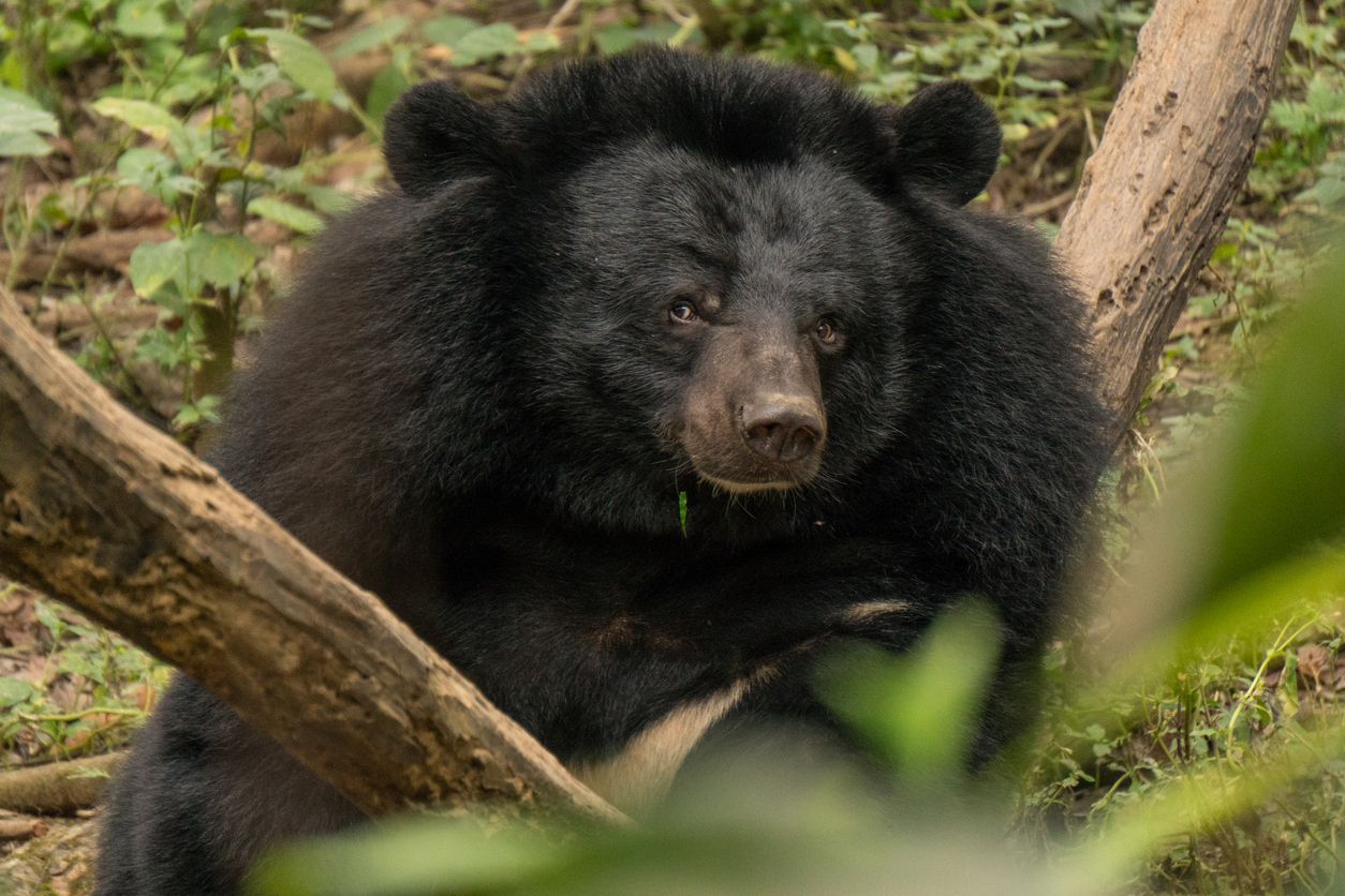 Heute.at - Kanonenkugeln auf Spatzen? Nein, Soldaten auf Bären