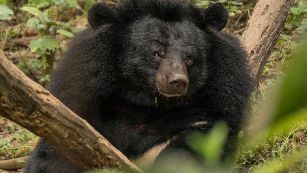 Heute.at - Kanonenkugeln auf Spatzen? Nein, Soldaten auf Bären