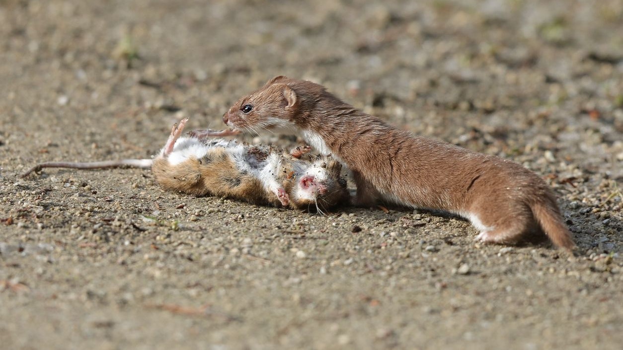 Das Mauswiesel frisst täglich ein Drittel seines Körpergewichtes.